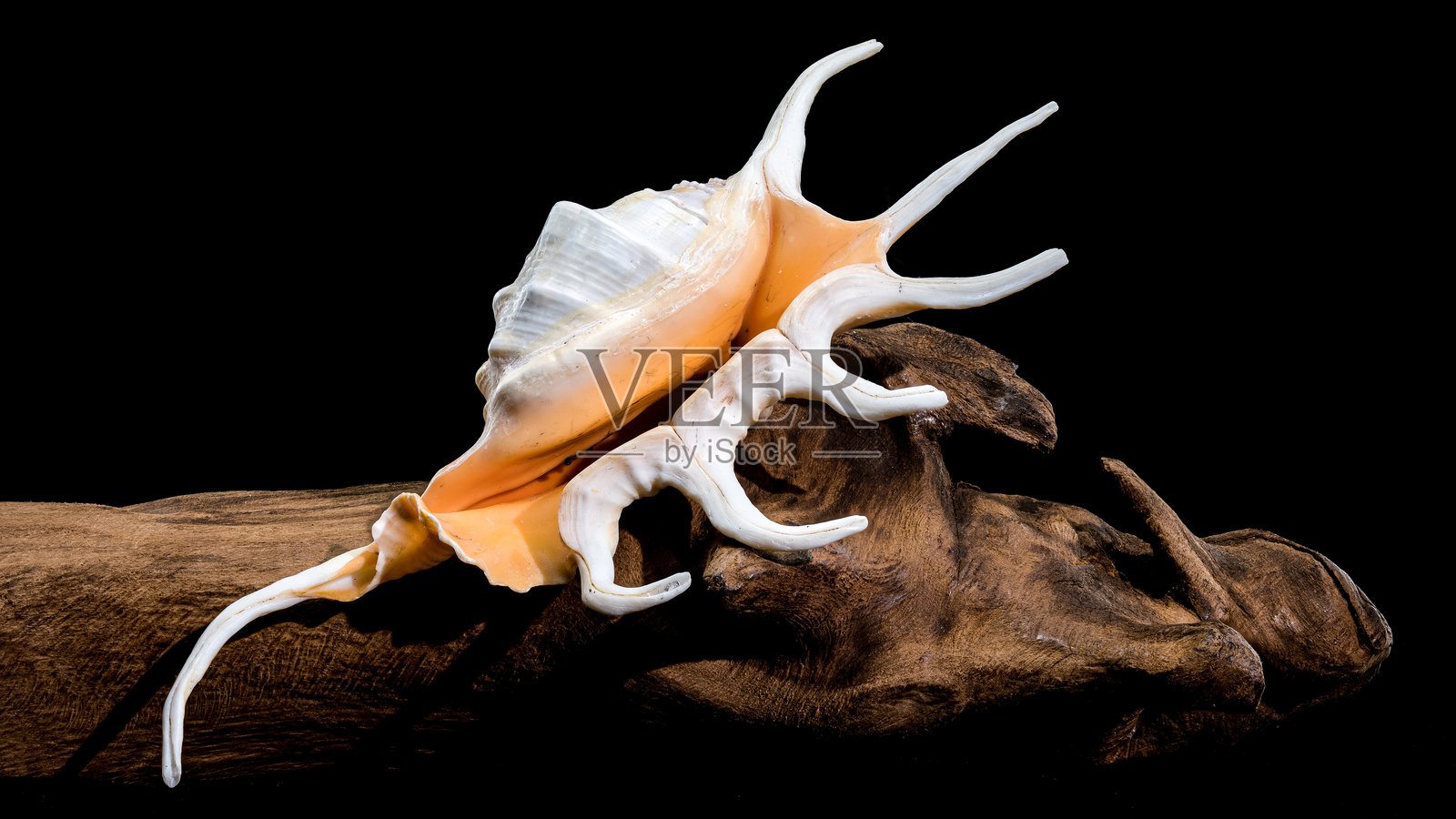 漂流木上的羊蹄螺，黑色背景照片摄影图片