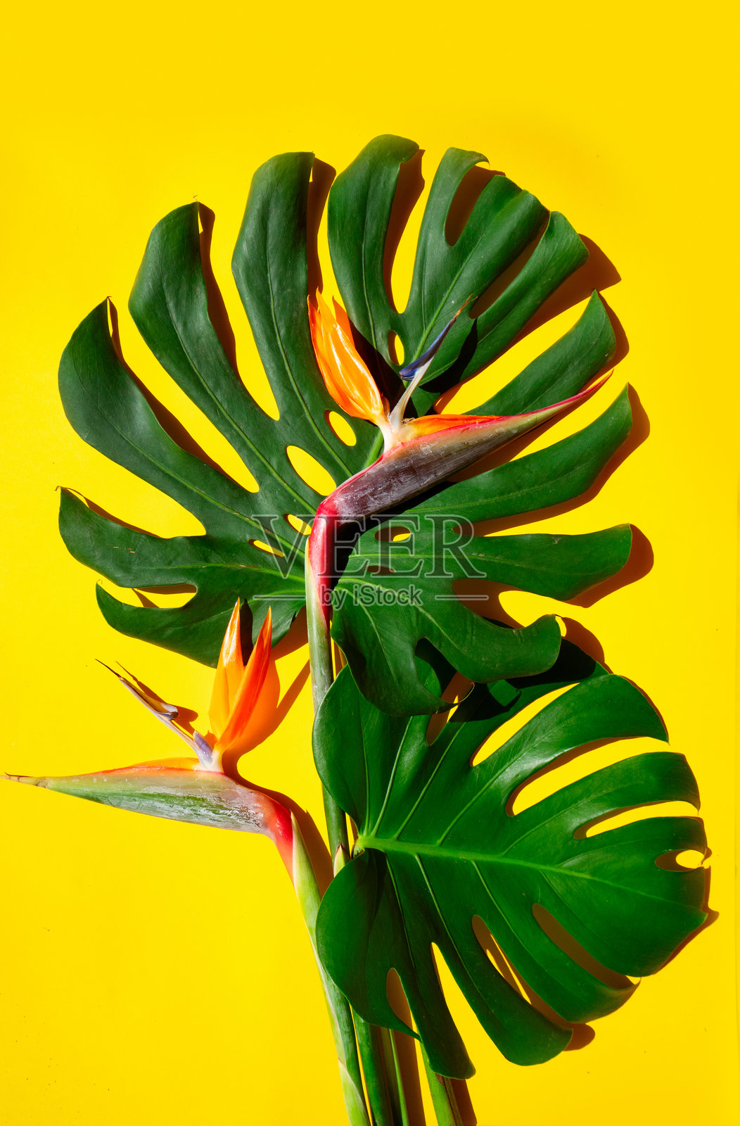 热带叶子绿意盎然照片摄影图片