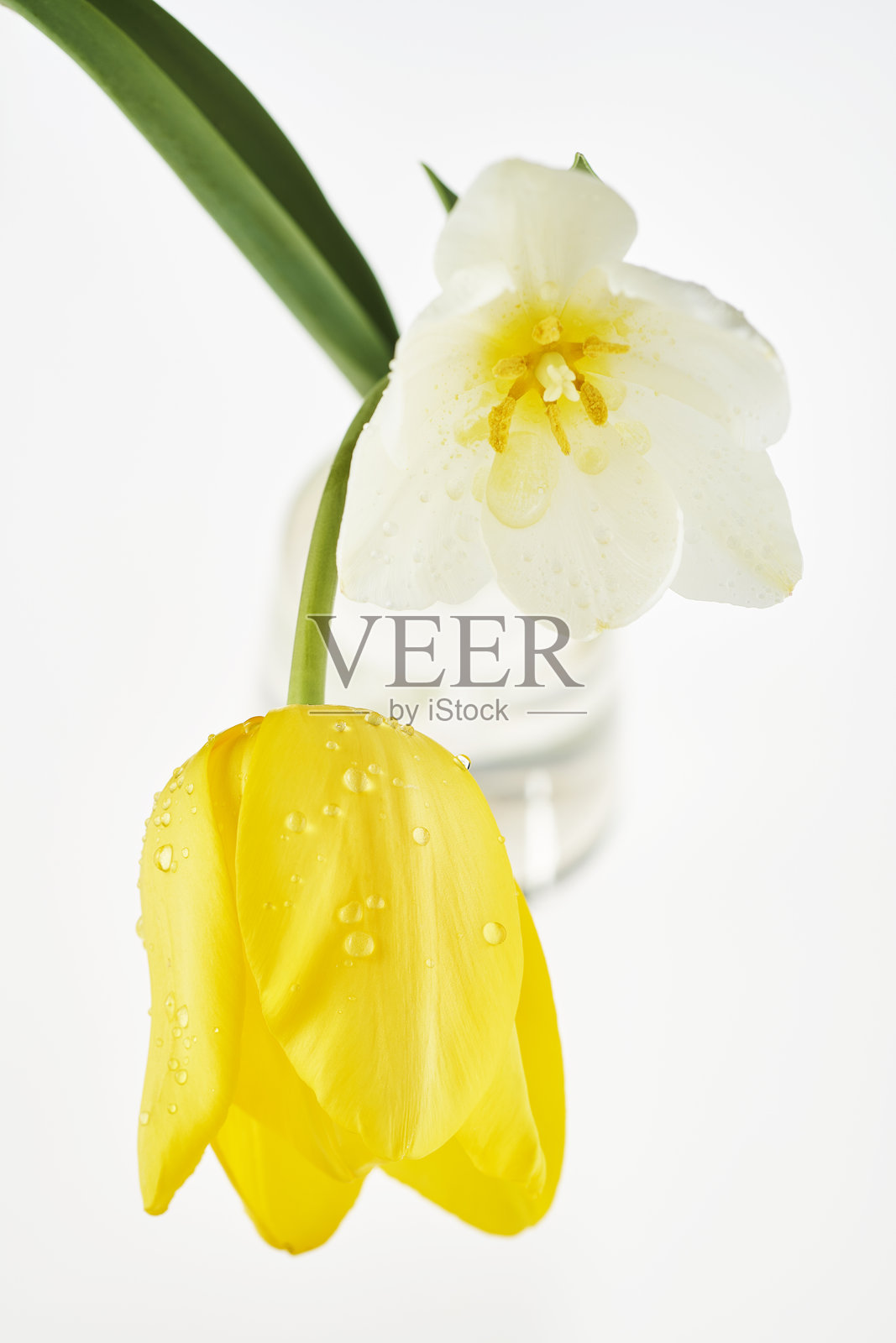 清晨的新鲜露珠 - 郁金香的自然之美。照片摄影图片