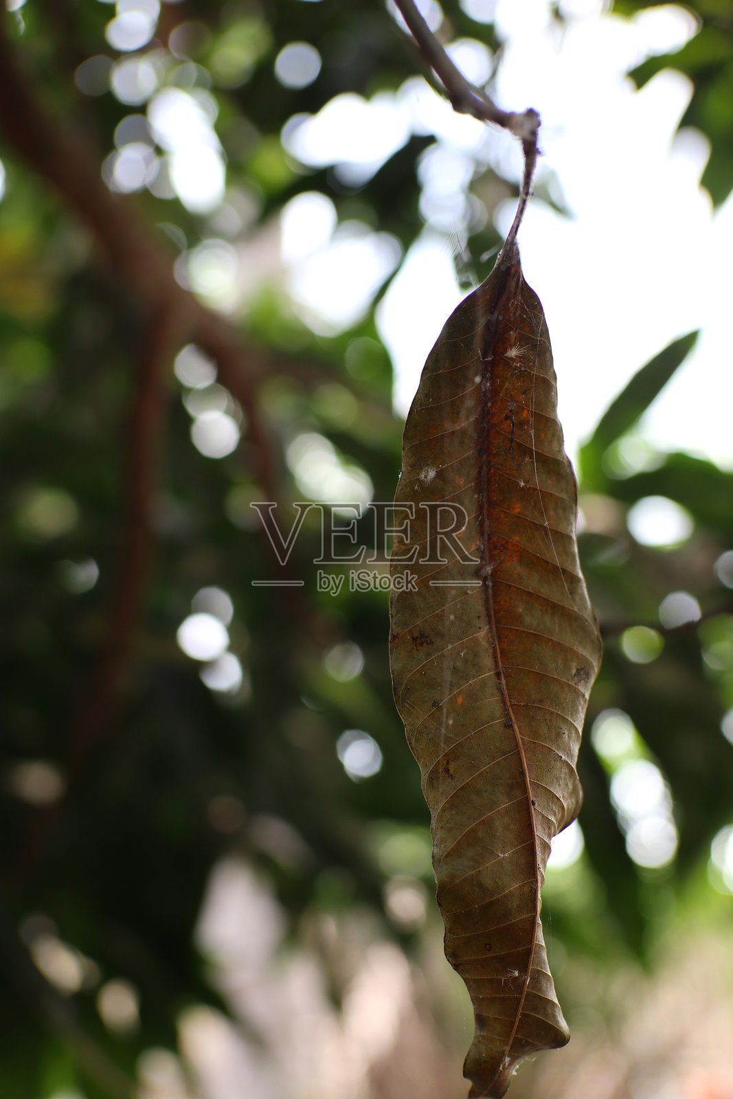 一片孤独的干枯叶子依附在树枝上，自然的沉重告别时刻照片摄影图片