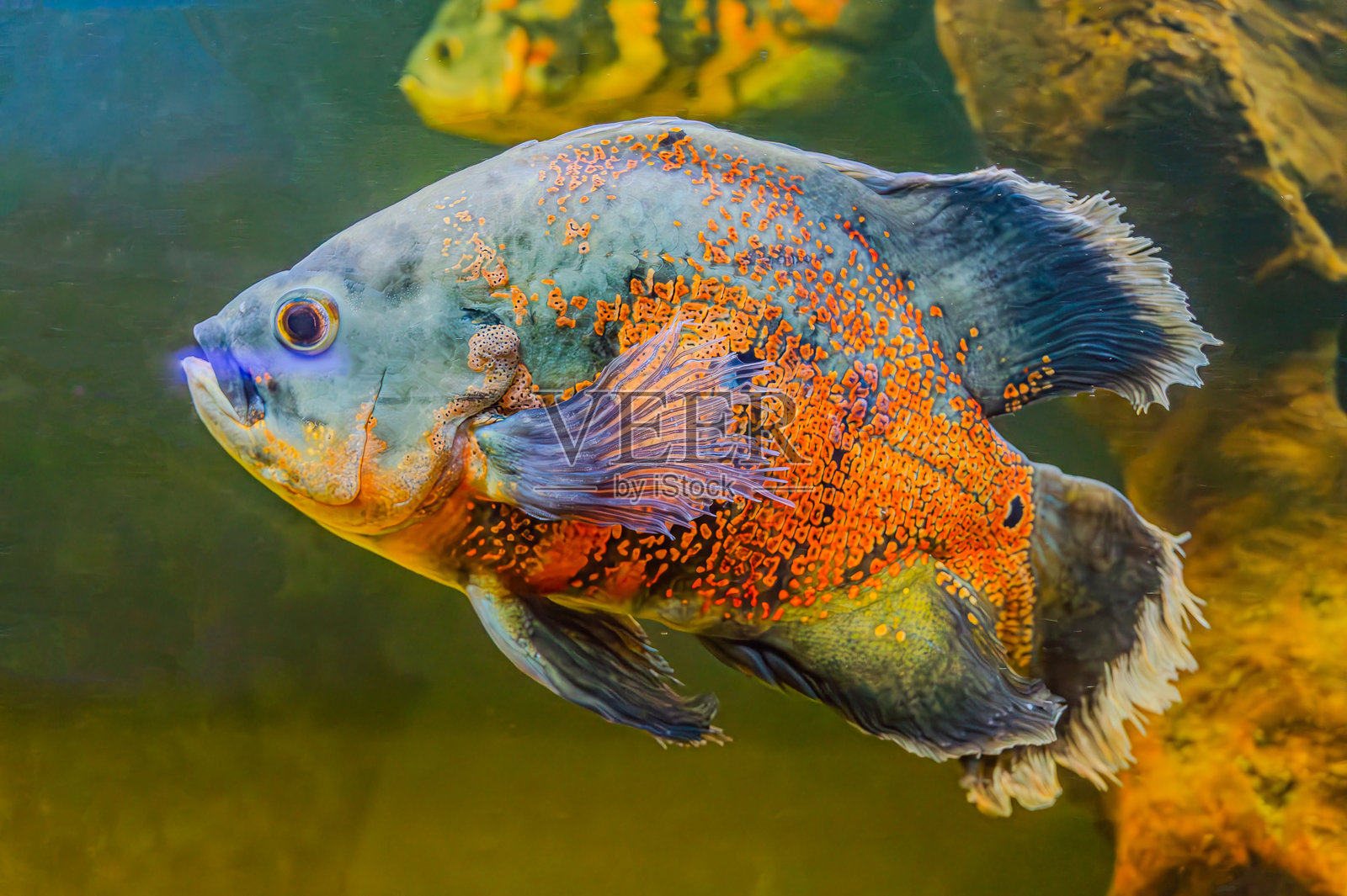 身体呈蓝色的南美慈鲷。这条鱼探索着它的鱼缸环境，展示着它多彩的鳞片和鳍。南美慈鲷。照片摄影图片