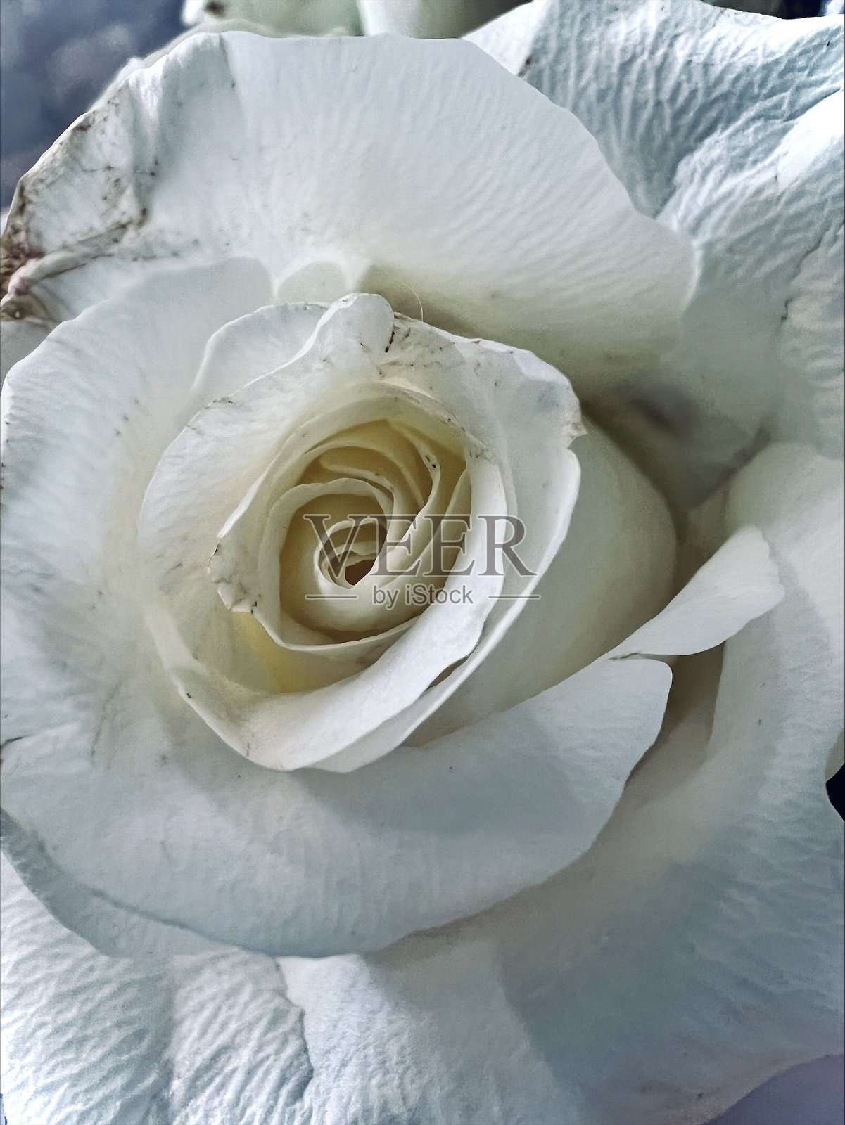 白玫瑰照片摄影图片