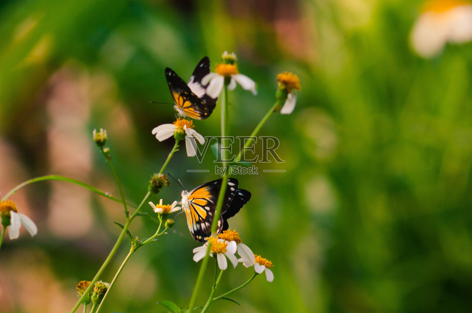 黑白黄相间的蝴蝶。蝴蝶在寻找花蜜。照片摄影图片