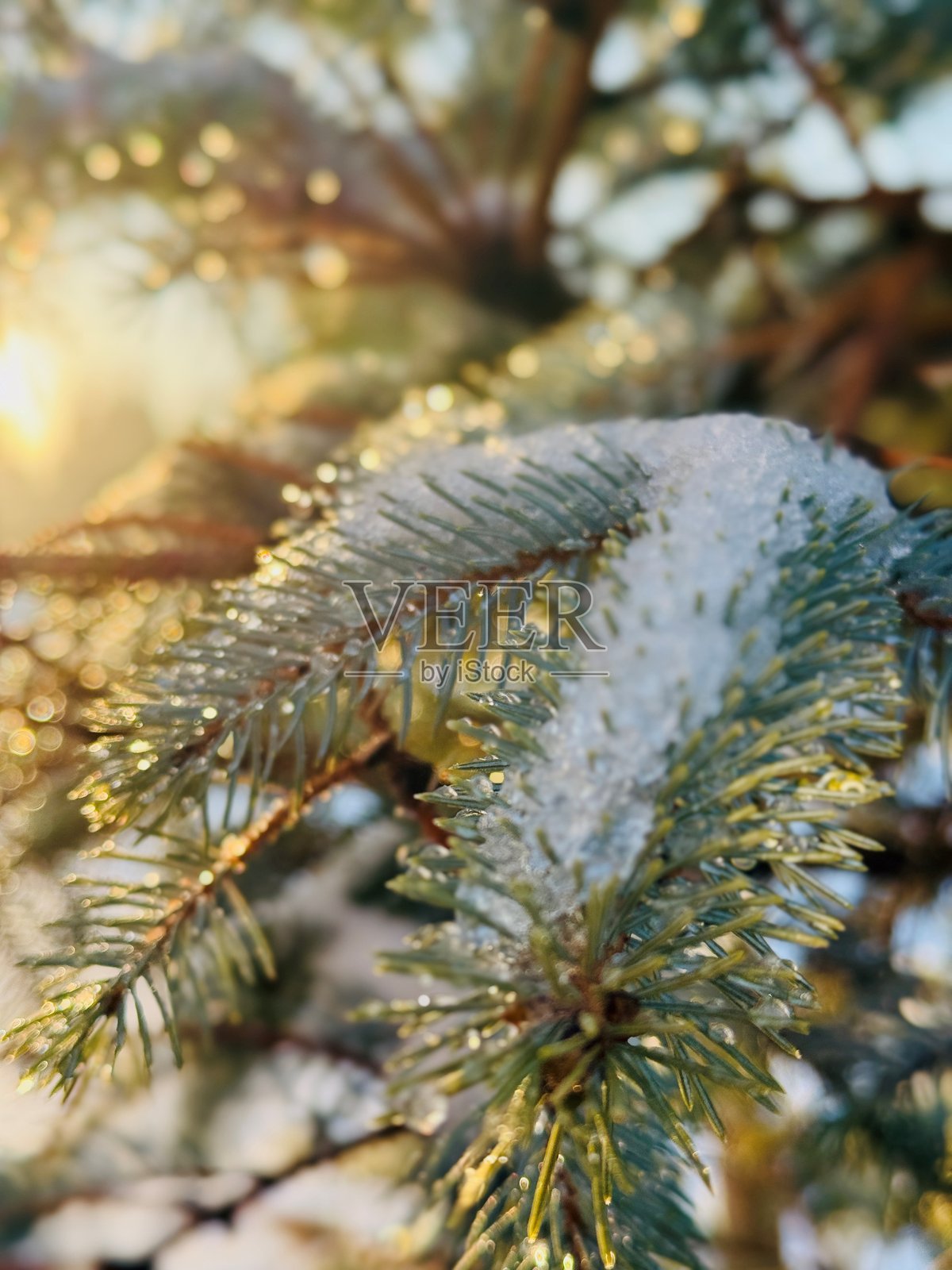 冰雨形成的雪和冰覆盖在一棵松树上，正好在一场夜间暴雪之后。黎明时分的阳光照亮了雪和冰。照片摄影图片