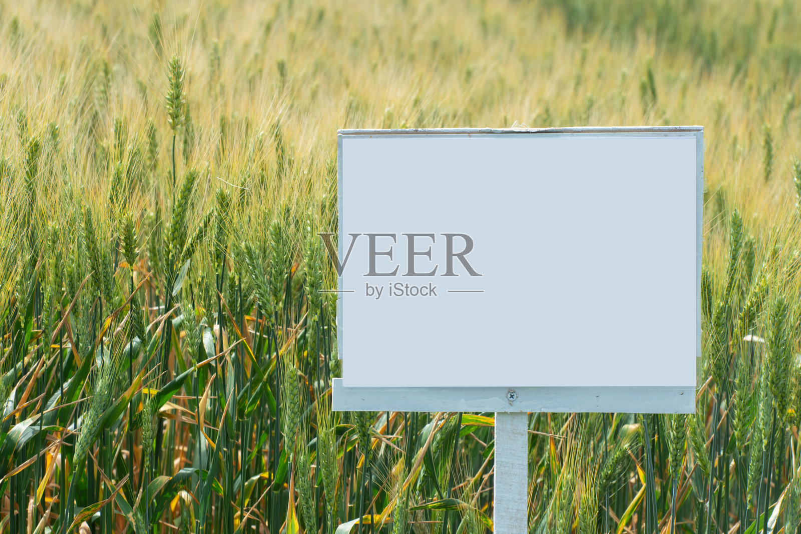 空白的招牌靠近小麦田。生长中的谷物作物。照片摄影图片