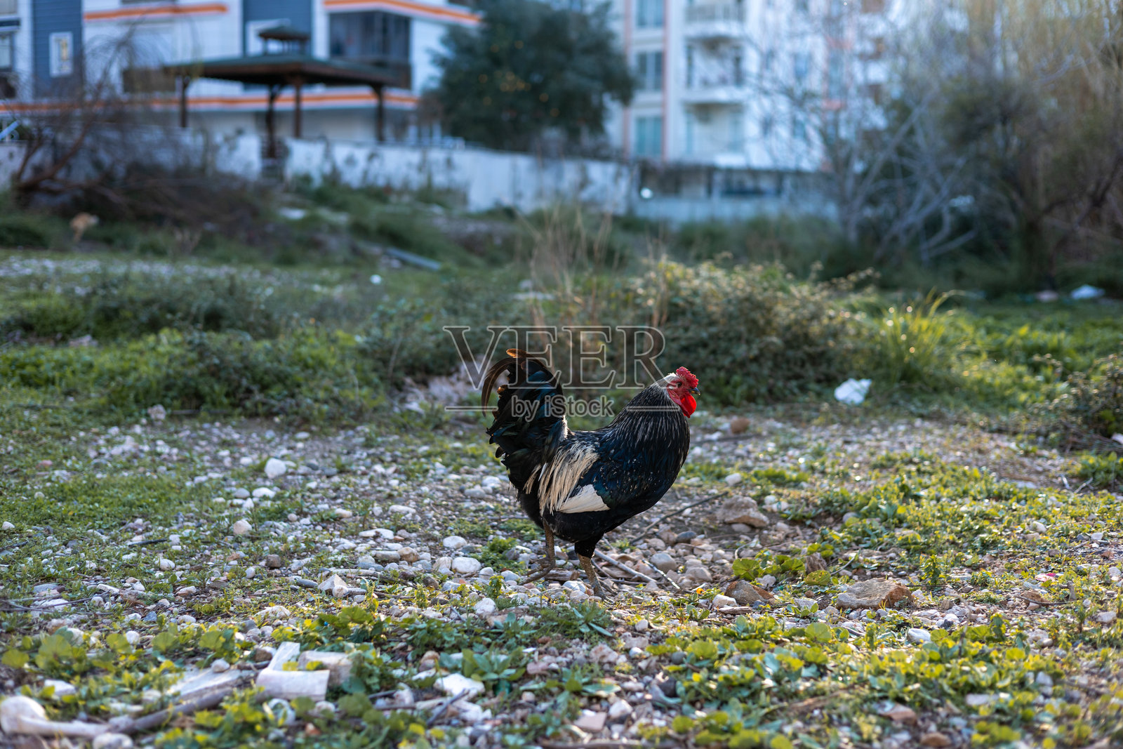 黑色公鸡在宁静的花园中白天在绿草丛中觅食照片摄影图片