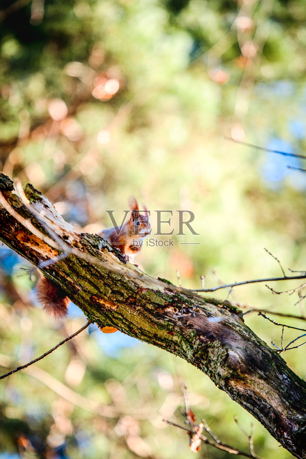 树上高高的松鼠照片摄影图片