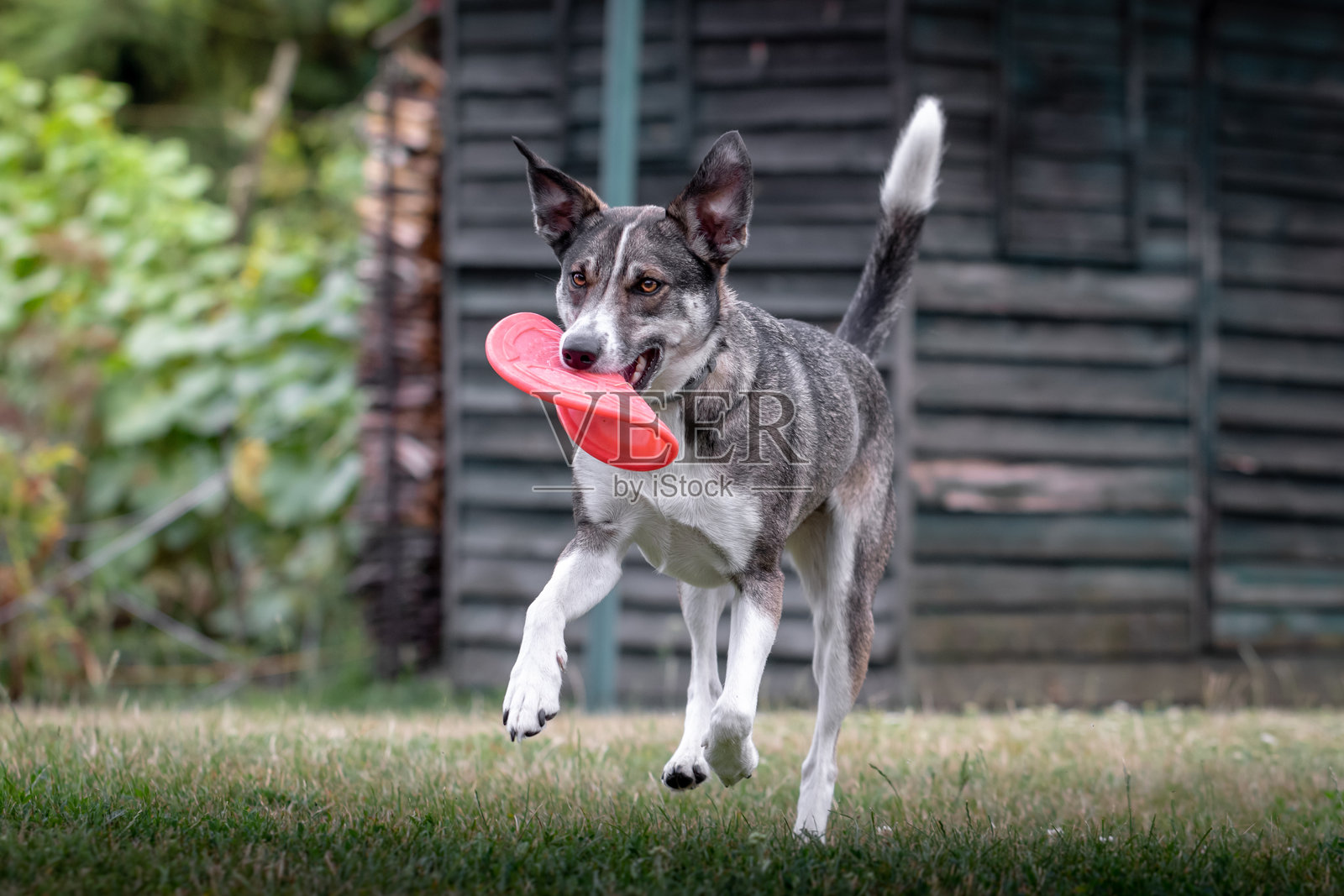活泼的狗在绿色的后院里奔跑，玩着红色的飞盘照片摄影图片