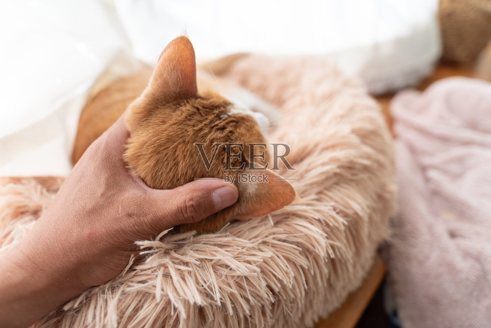 抚摸一只猫照片摄影图片