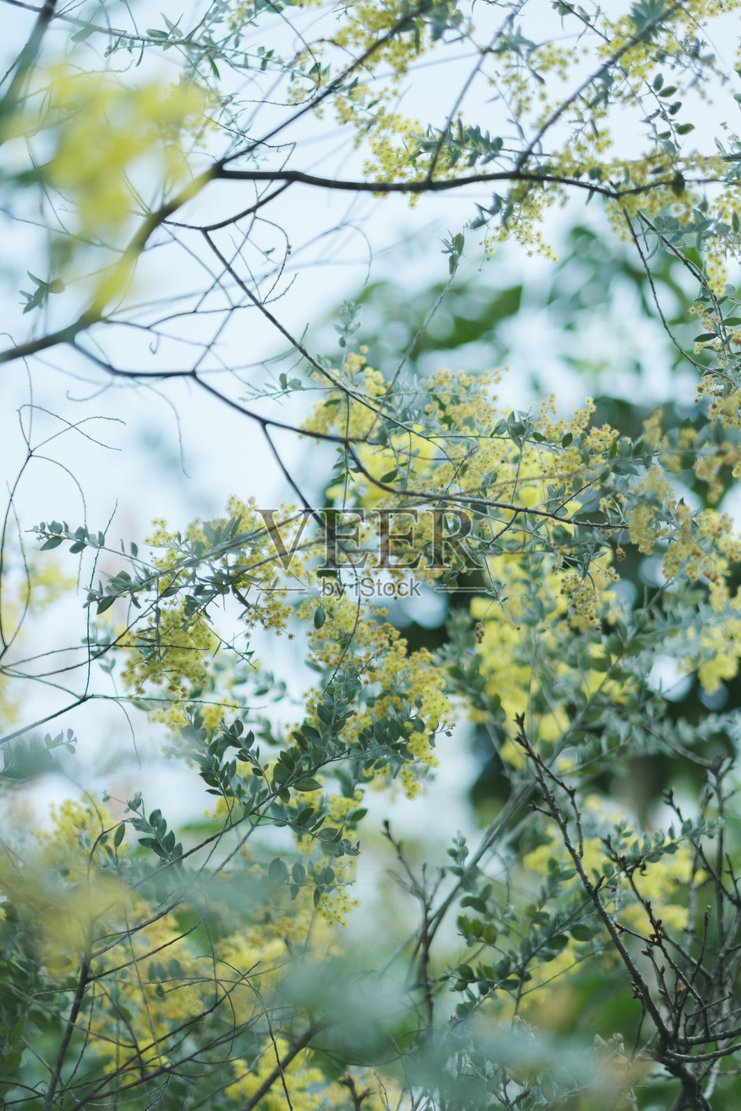 Vachellia farnesiana照片摄影图片