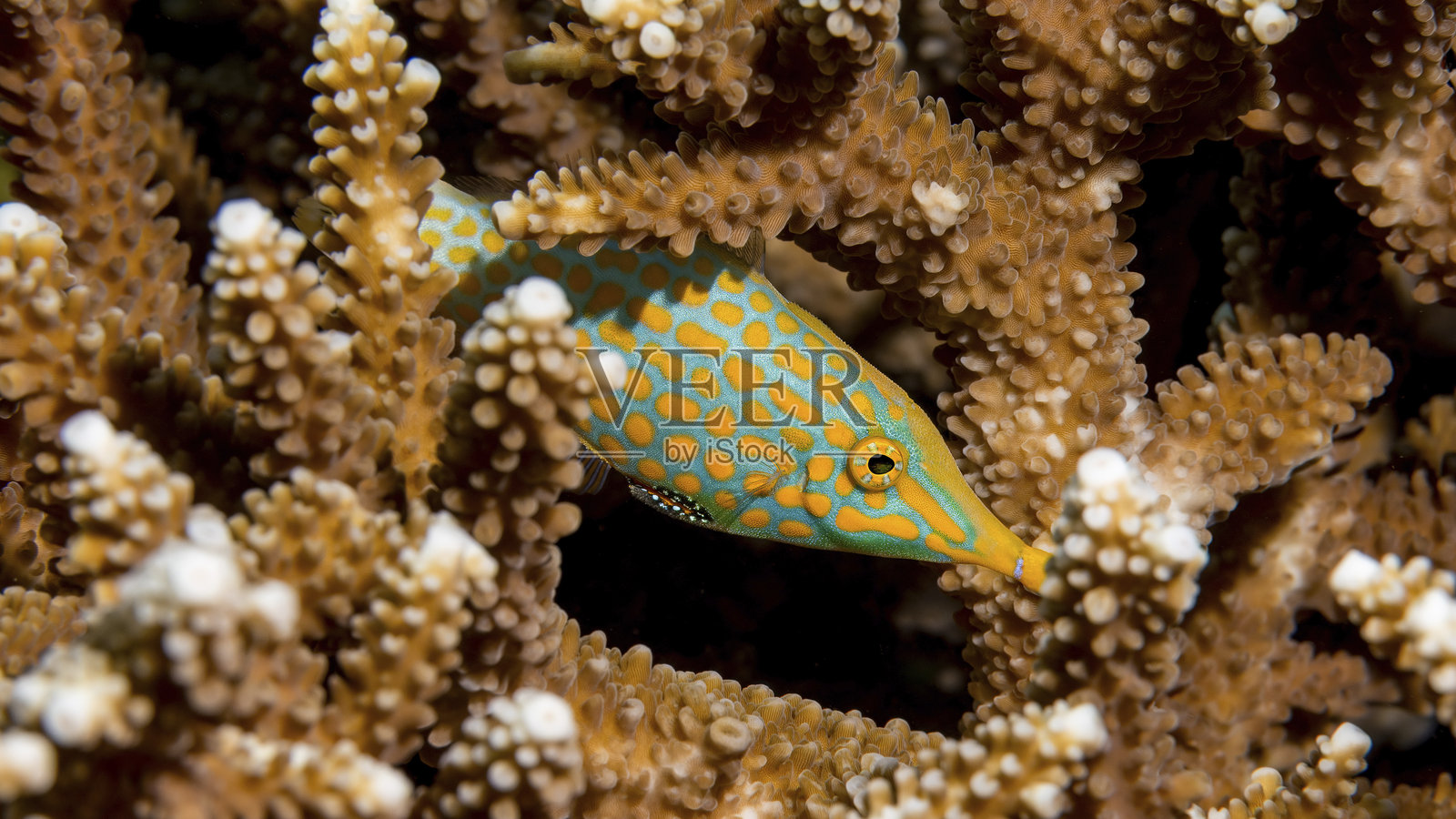 好奇的长鼻鳐鱼在印度尼西亚瓦卡托比的枝状珊瑚之间照片摄影图片