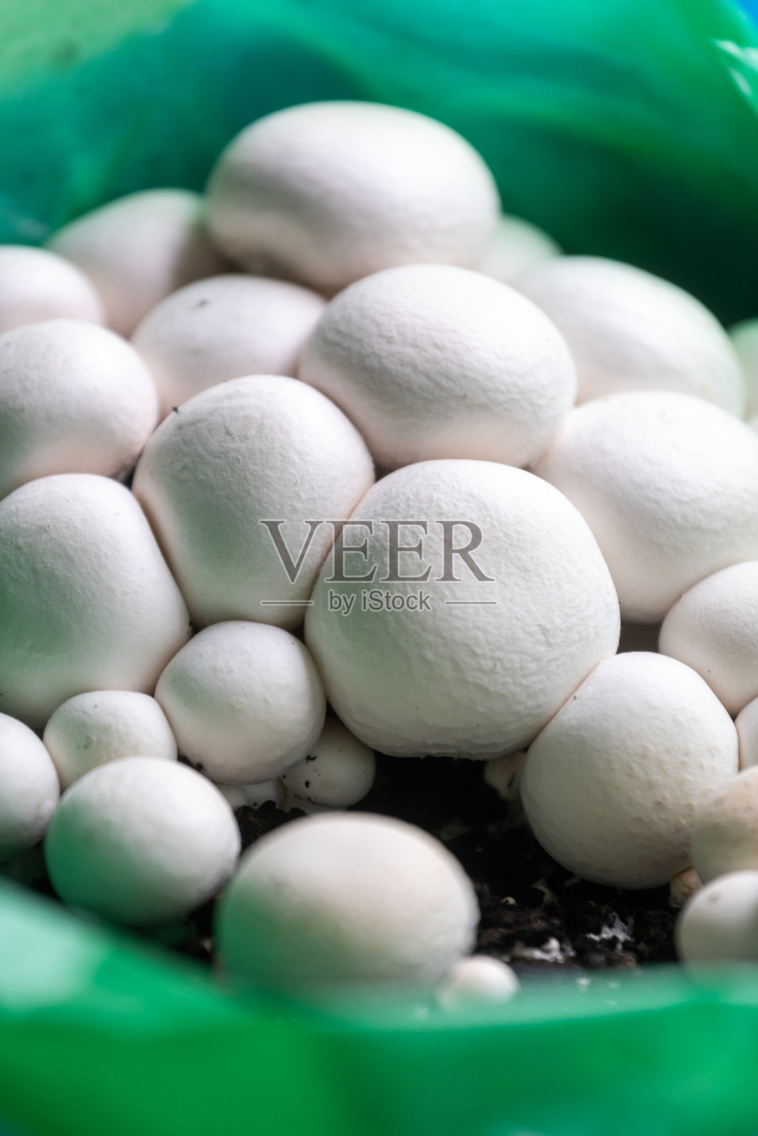 新鲜的白色香菇整齐地放在篮子里，准备用于烹饪。照片摄影图片