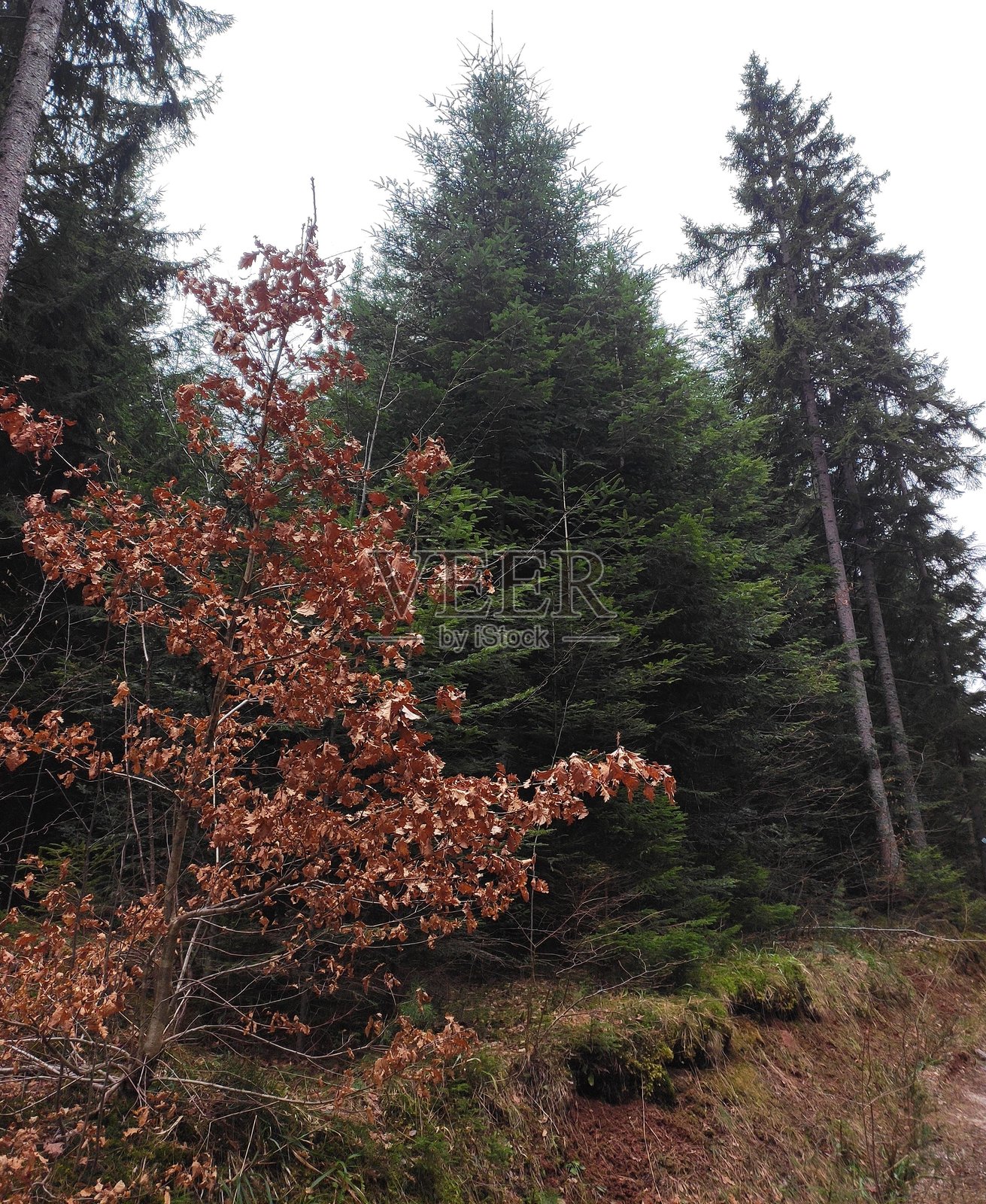 萨拉热窝的特雷贝维奇山照片摄影图片
