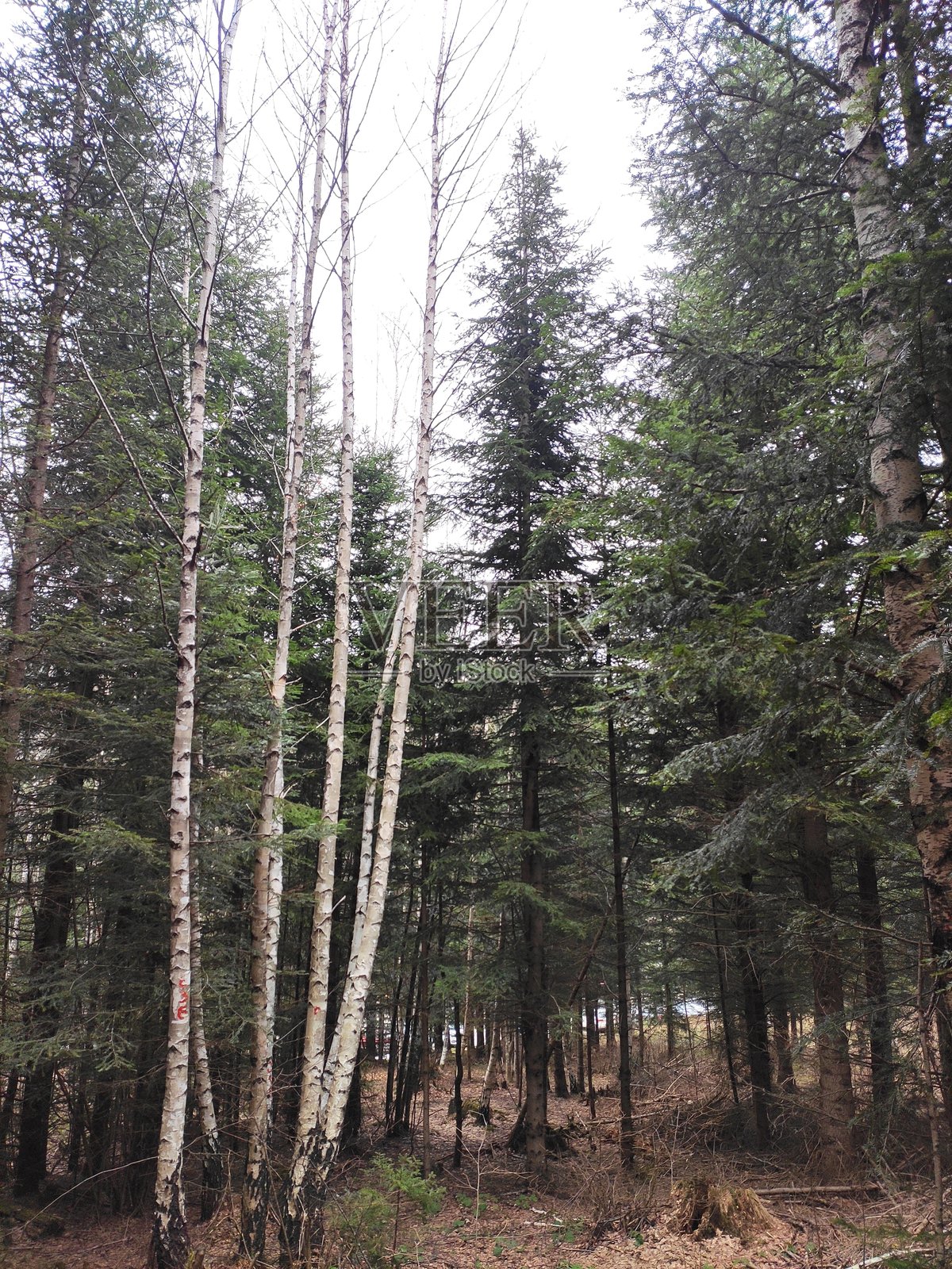 萨拉热窝的特雷贝维奇山照片摄影图片