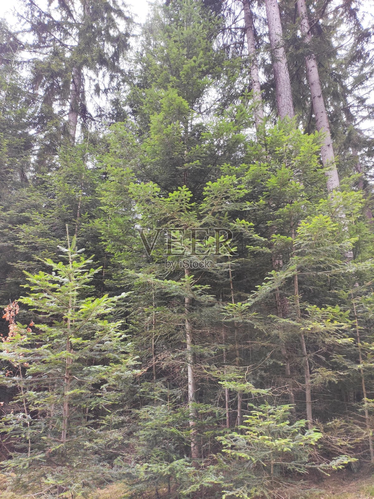 萨拉热窝的特雷贝维奇山照片摄影图片