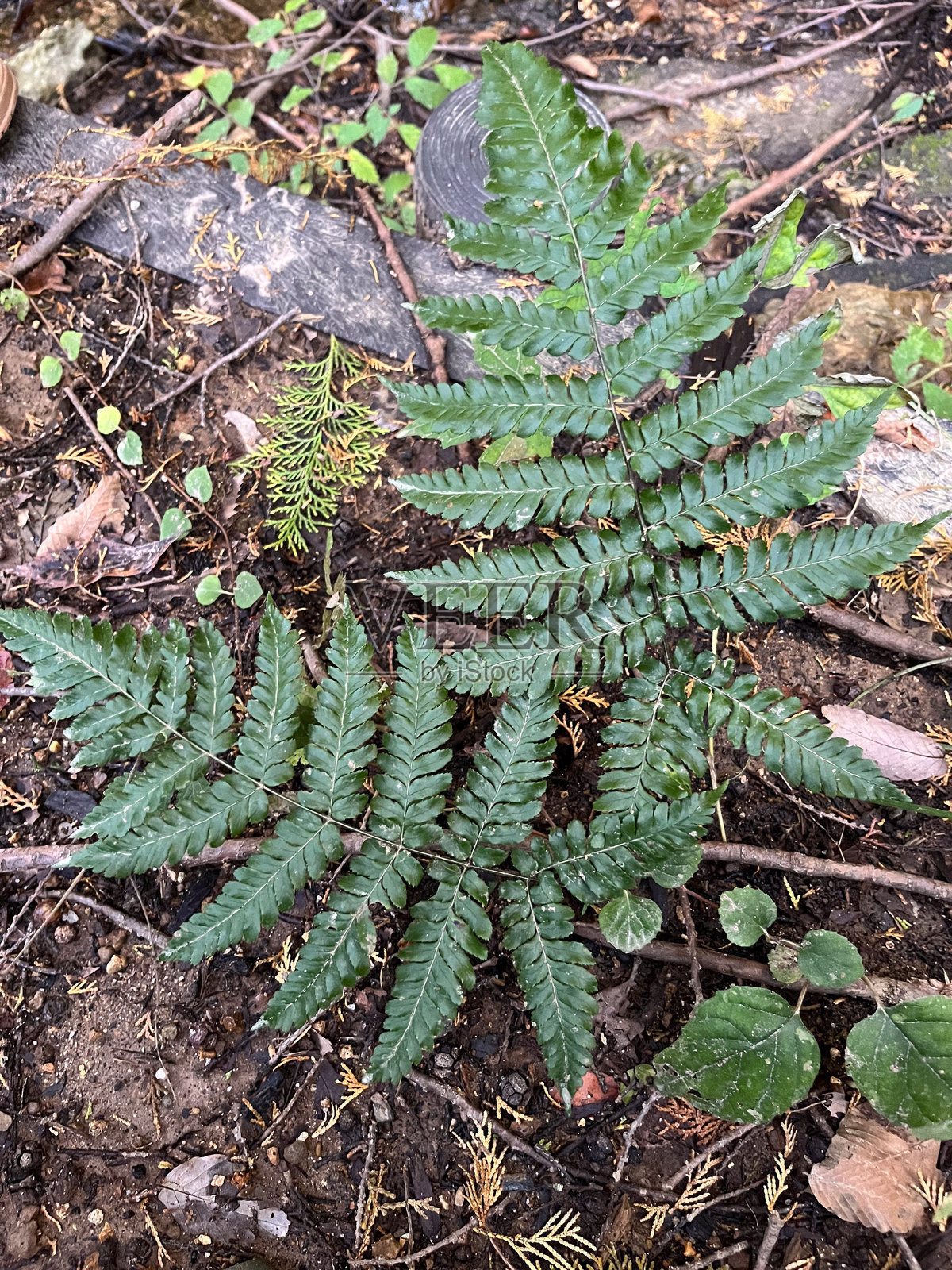 奥久麻草，一种常见的蕨类植物，生长在森林内部和林缘地区。照片摄影图片