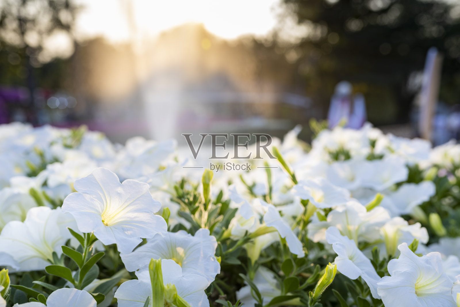 清迈花卉节2025，布瓦哈德公园，清迈，泰国。照片摄影图片