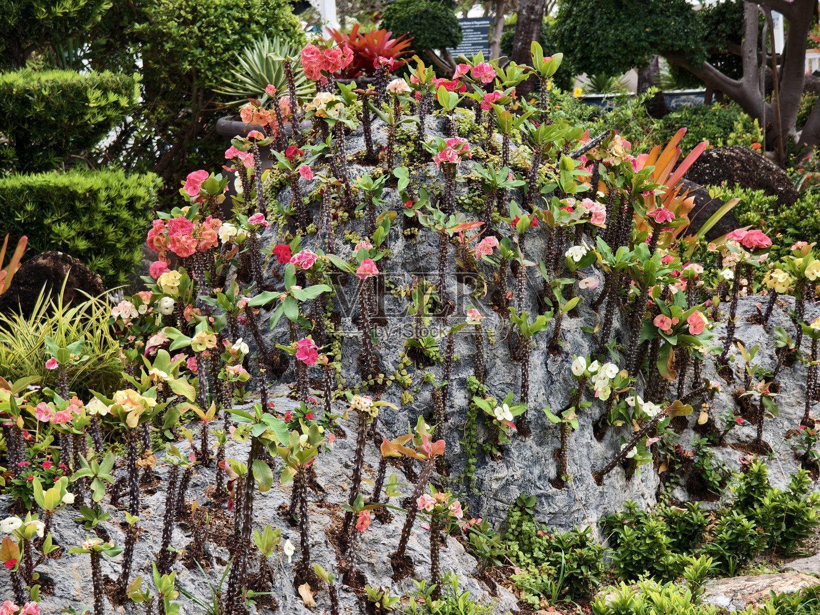 热带花园的奢华景观设计照片摄影图片