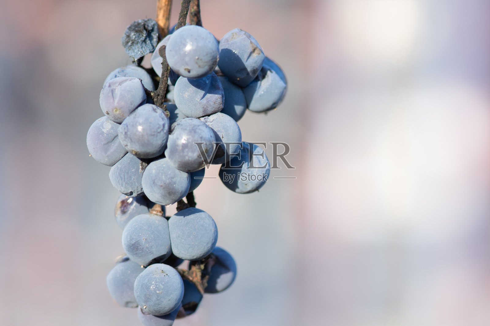 一串过熟的葡萄挂在藤上。照片摄影图片