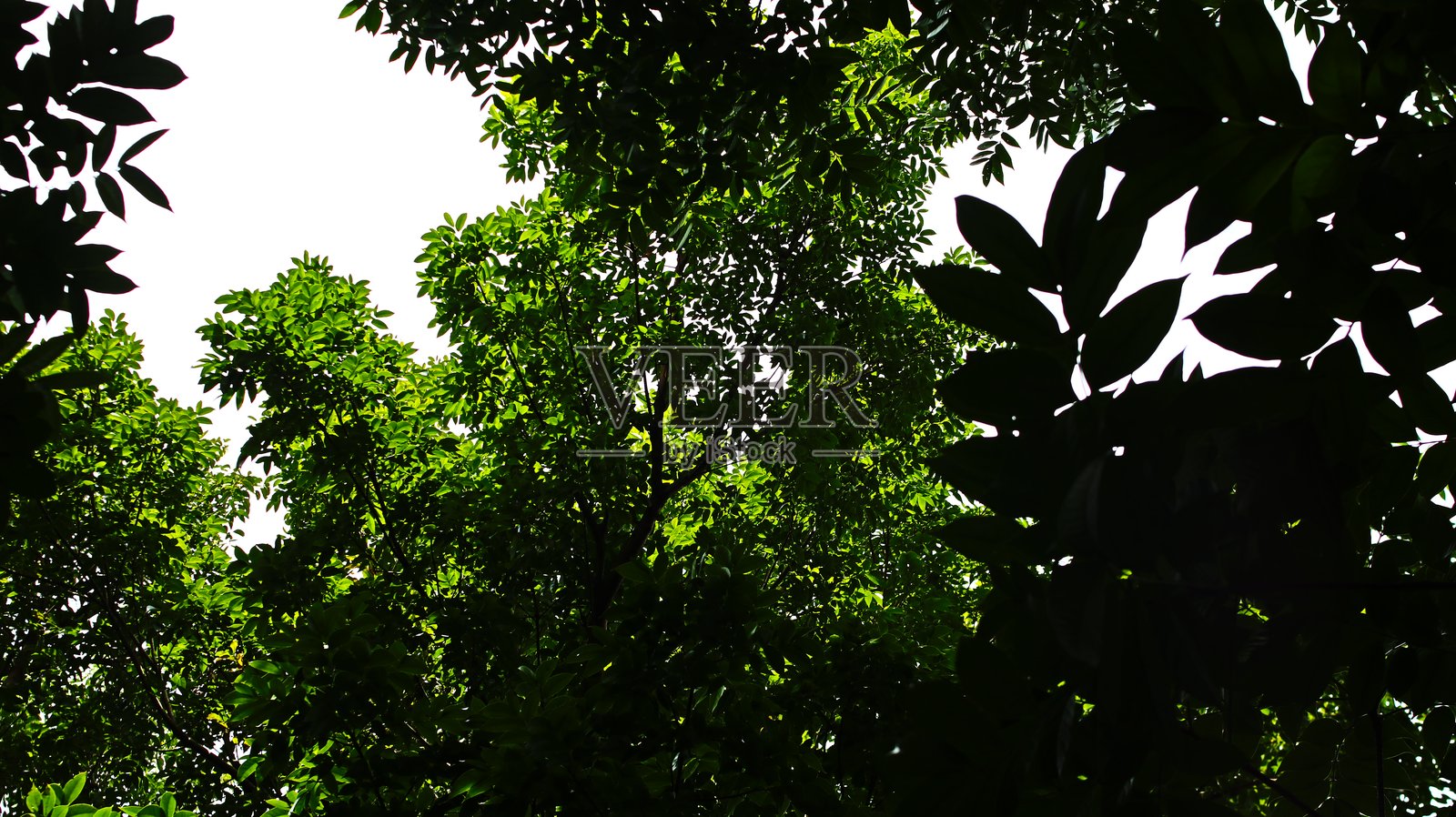 一棵枝繁叶茂的绿树照片摄影图片