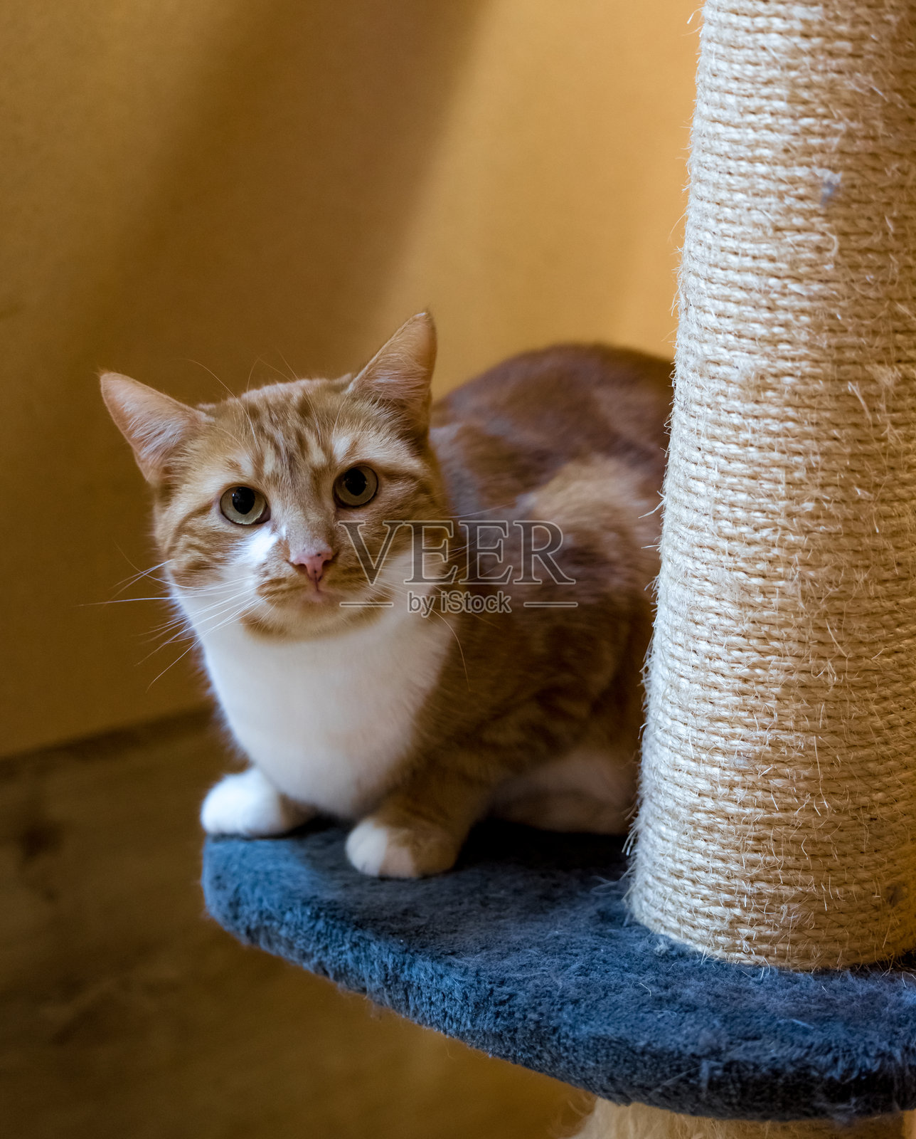 可爱的红色虎斑猫在寻求关注照片摄影图片