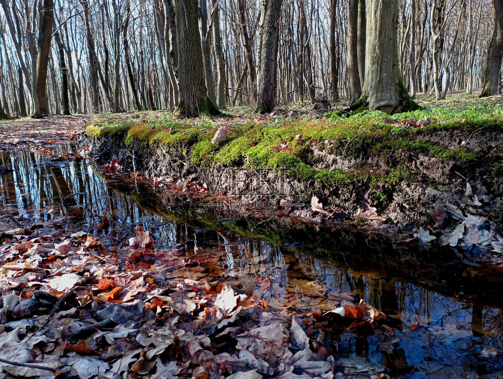 森林中一条安静的小溪，河岸上覆盖着树叶和绿色的森林苔藓，平静的水流和清澈的水面上倒映着树木。照片摄影图片