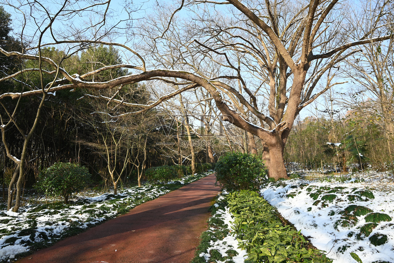 在阳光明媚的公园里，雪后的小路上有一棵大树照片摄影图片