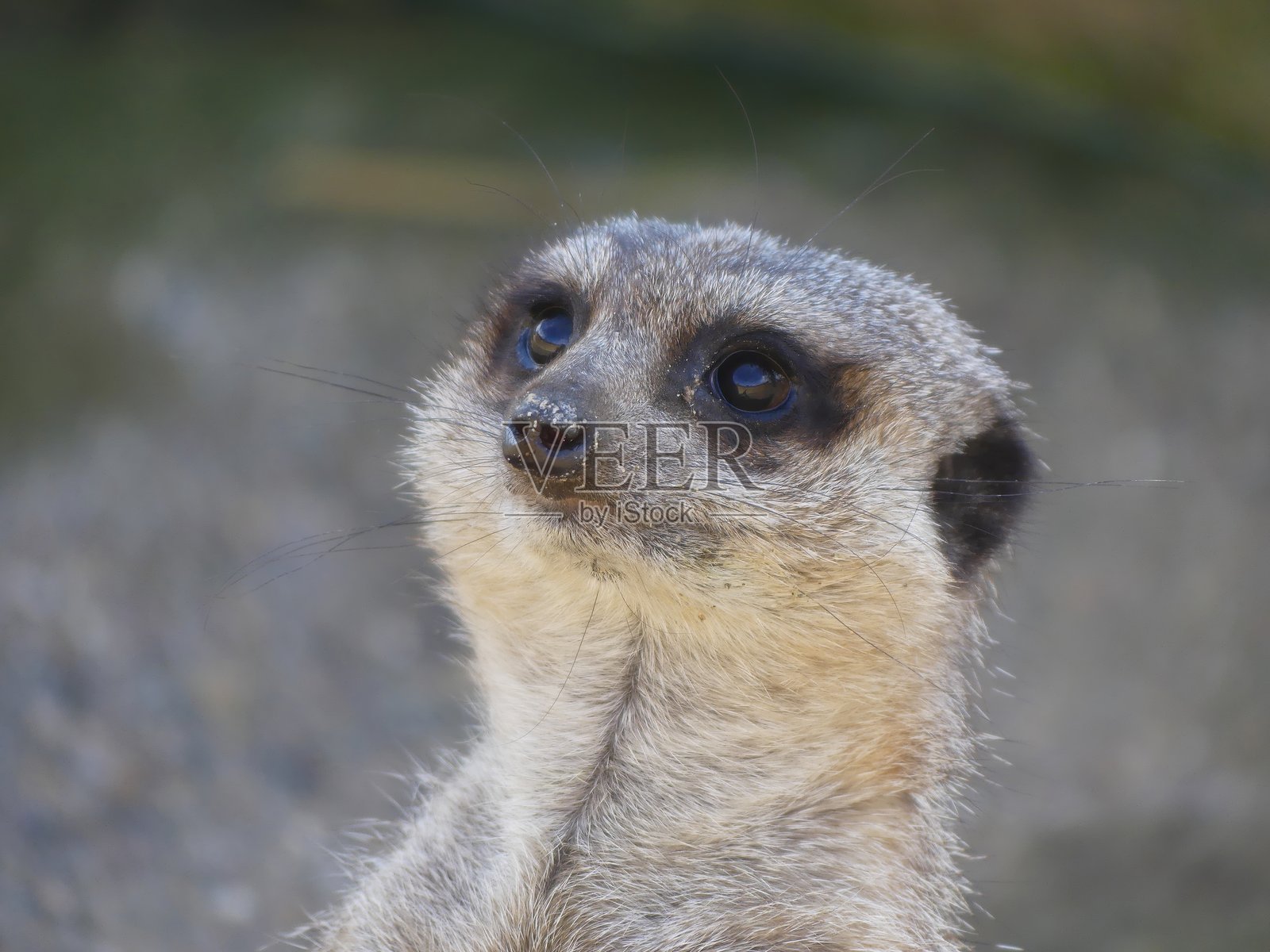 猫鼬在站岗。苏里卡塔的画像站在一旁观看和巡逻。盯着相框外面的东西看照片摄影图片