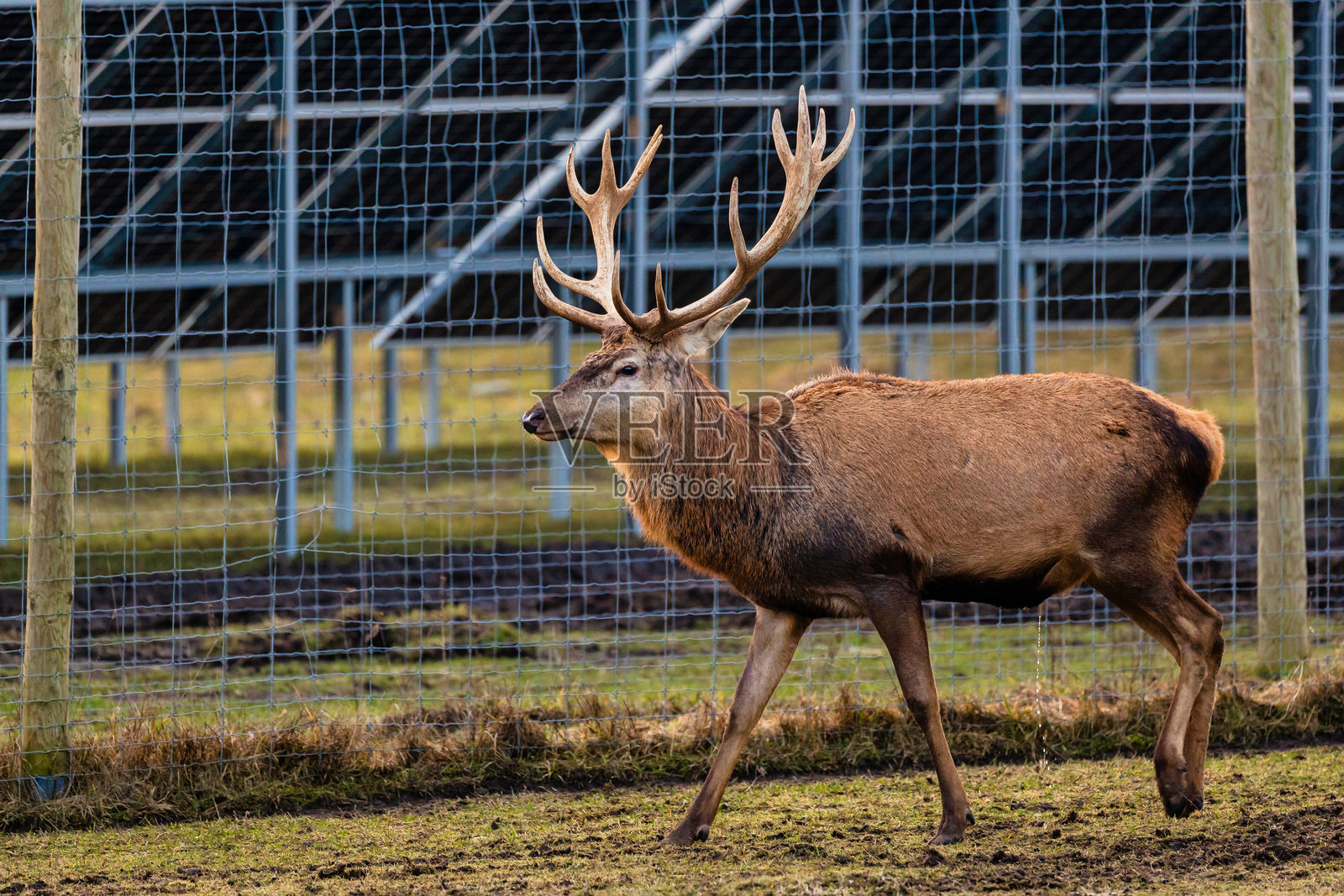 在围栏保护区内的大角鹿照片摄影图片