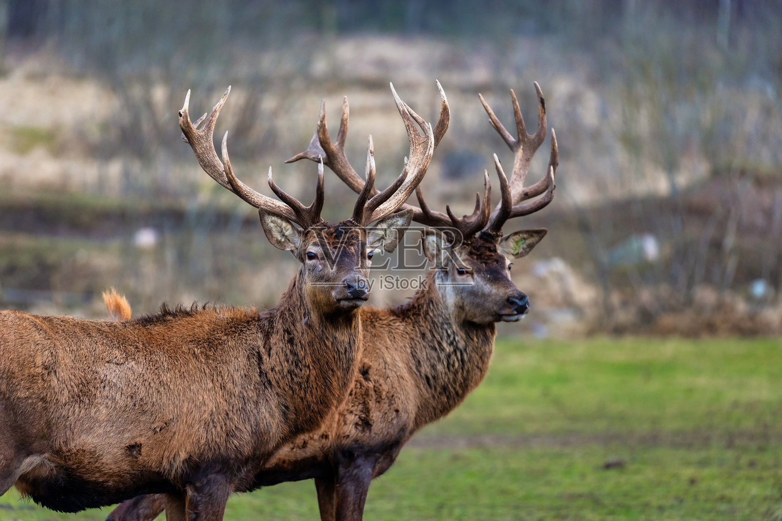 两只雄伟的雄鹿在草地上，角部复杂精美。照片摄影图片