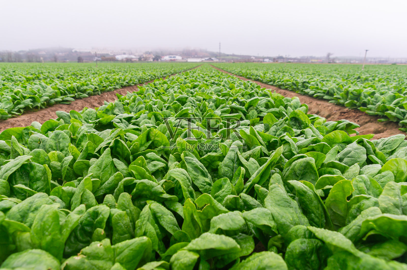 冬季菠菜：延伸的行列景观。照片摄影图片