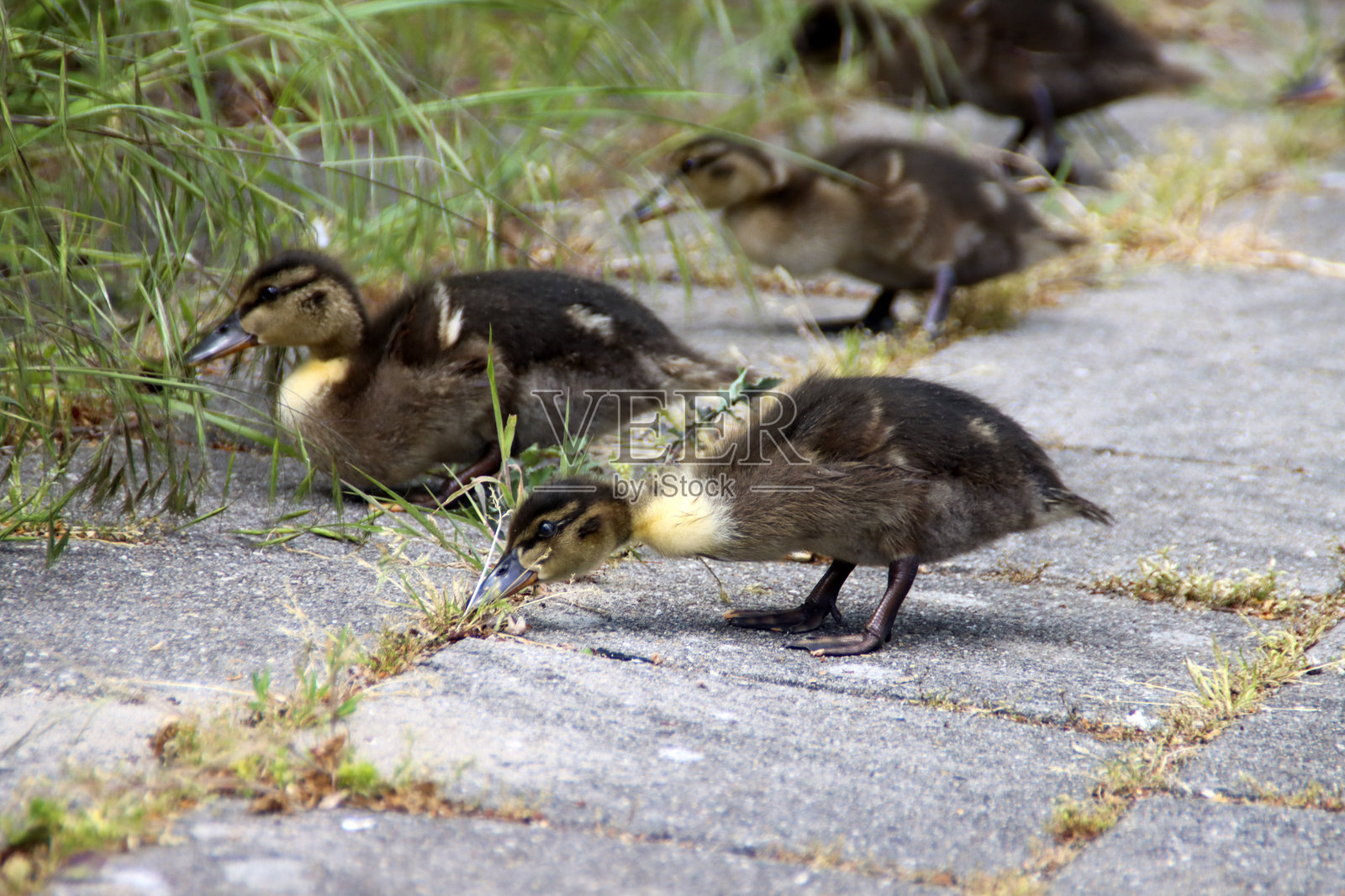母鸭和她的小鸭子在街道和草地上散步照片摄影图片