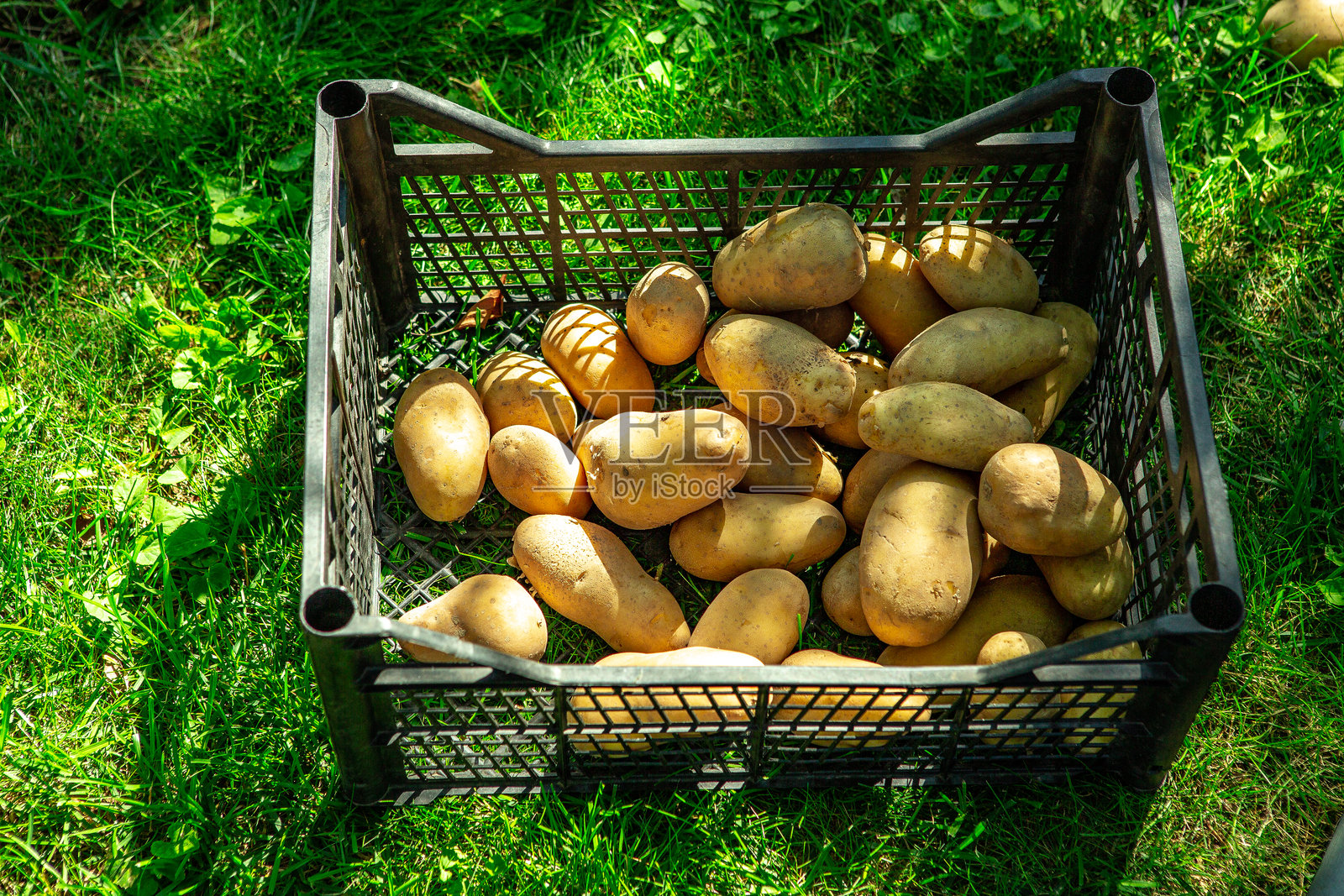 白色背景上隔离的木箱中的生黄土豆。新鲜的土豆块在木箱里。适合蔬菜的绿色乡村风格容器。素食和健康饮食。俯视图。照片摄影图片