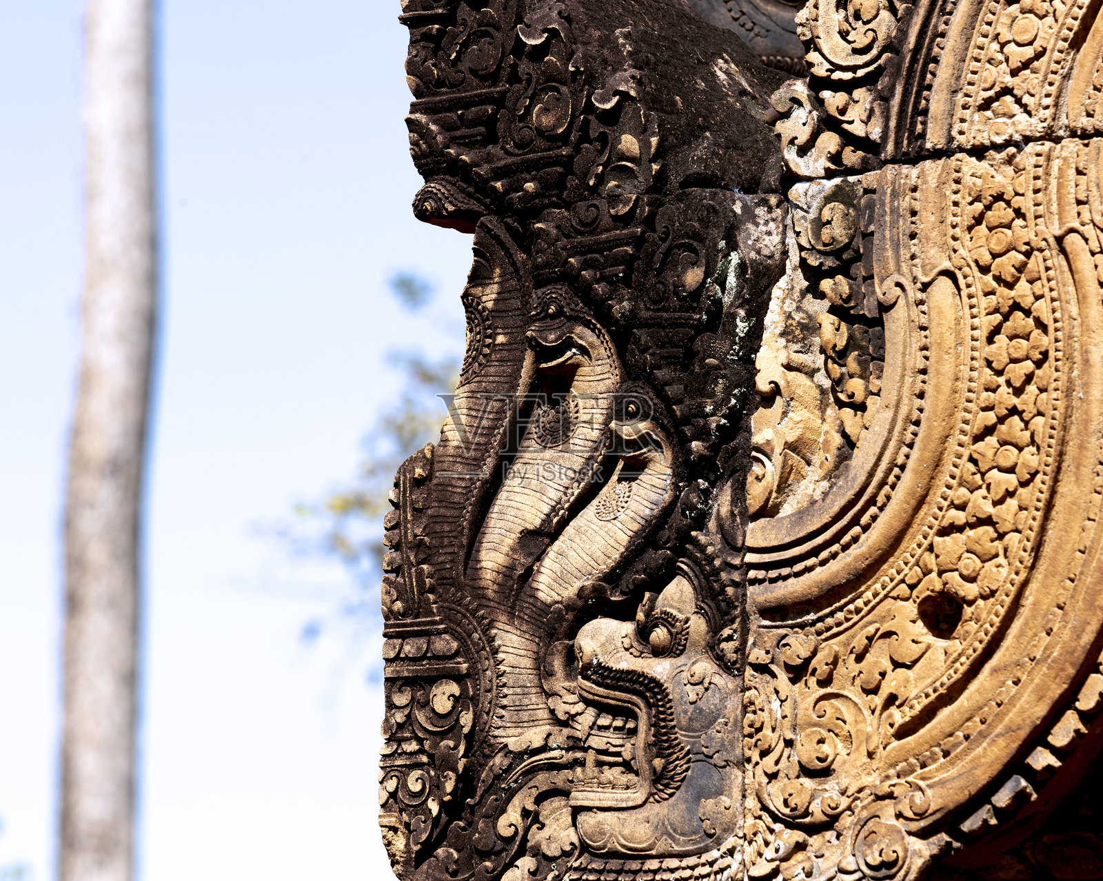 三条蛇从巨蛇的嘴中冒出照片摄影图片