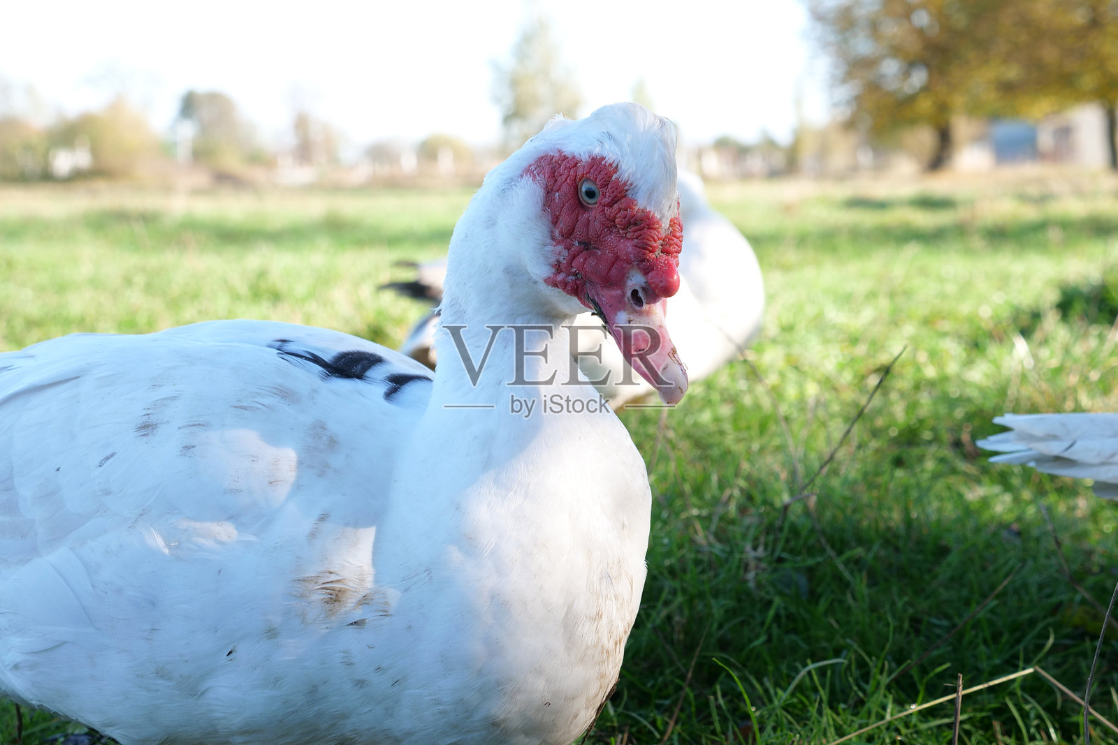 农场上的家鸭。鸭子的饲养与繁殖。照片摄影图片