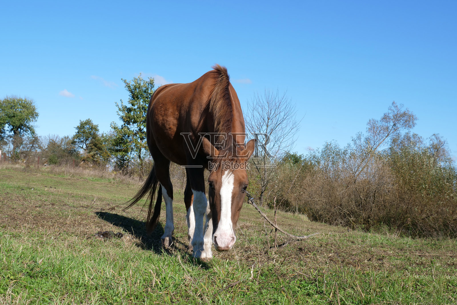 马在田野中吃草。农业。照顾马匹。照片摄影图片