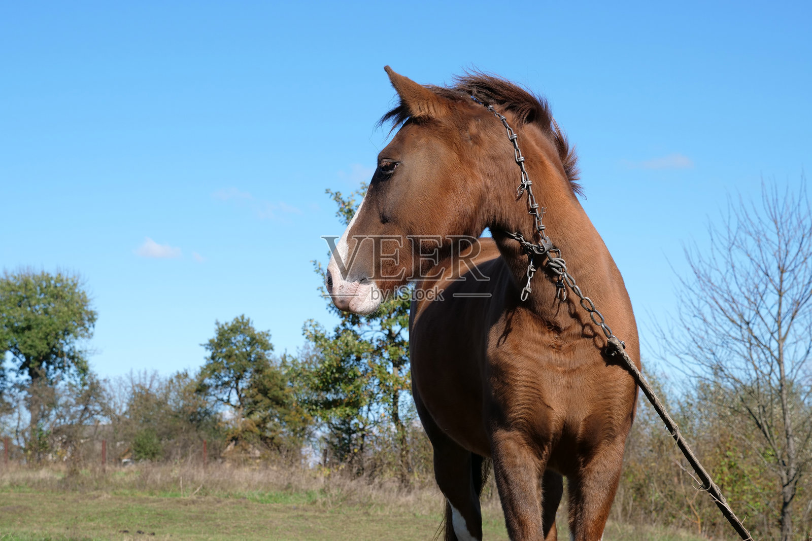马在田野中吃草。农业。照顾马匹。照片摄影图片