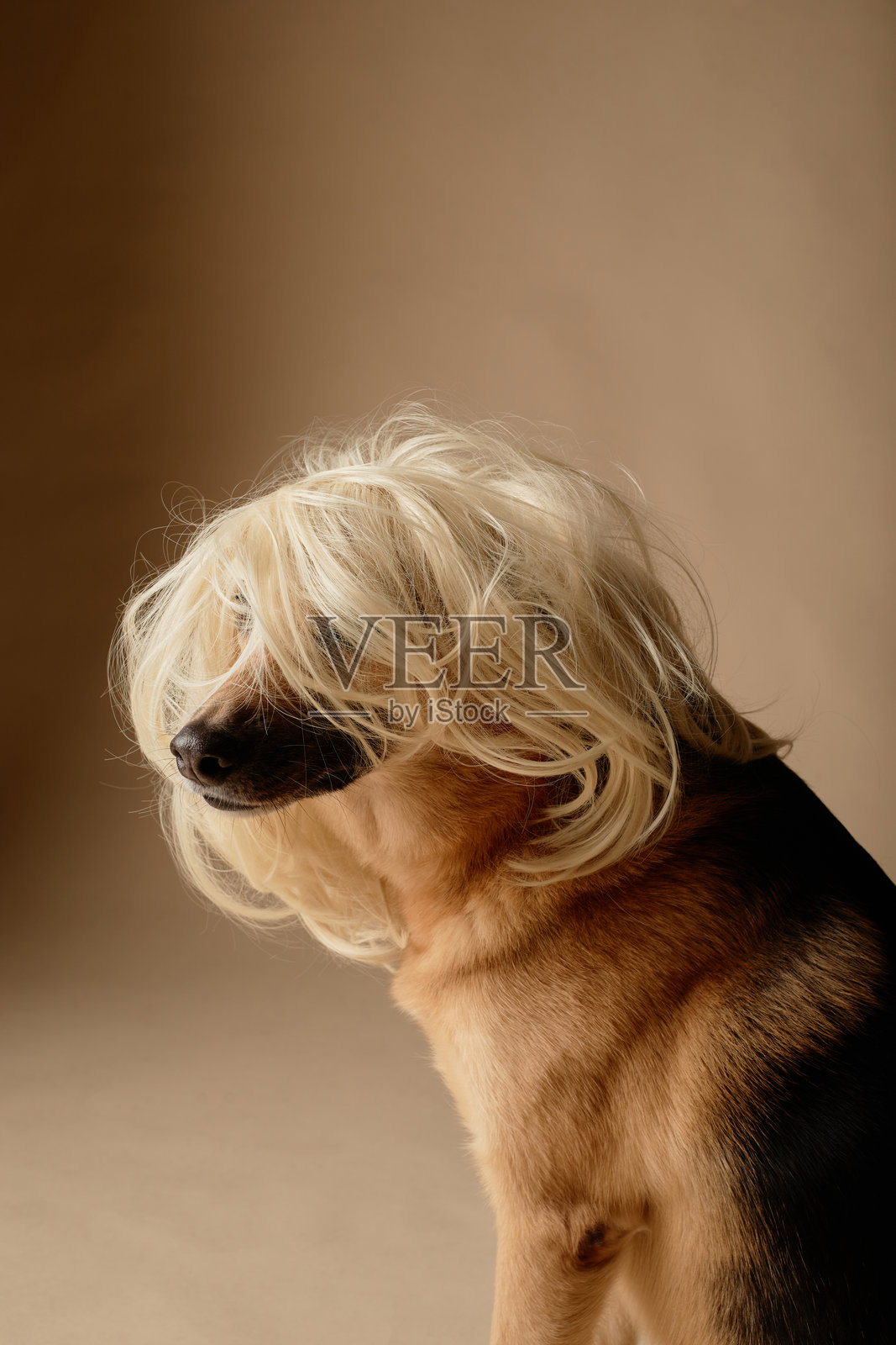 侧面朝向的长金发假发狗照片摄影图片