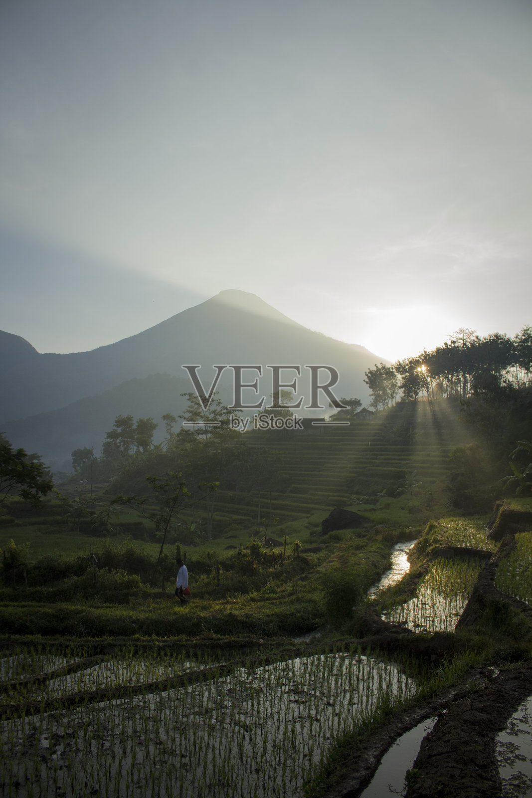 特拉瓦斯稻田的美丽景观与天空相映成趣照片摄影图片