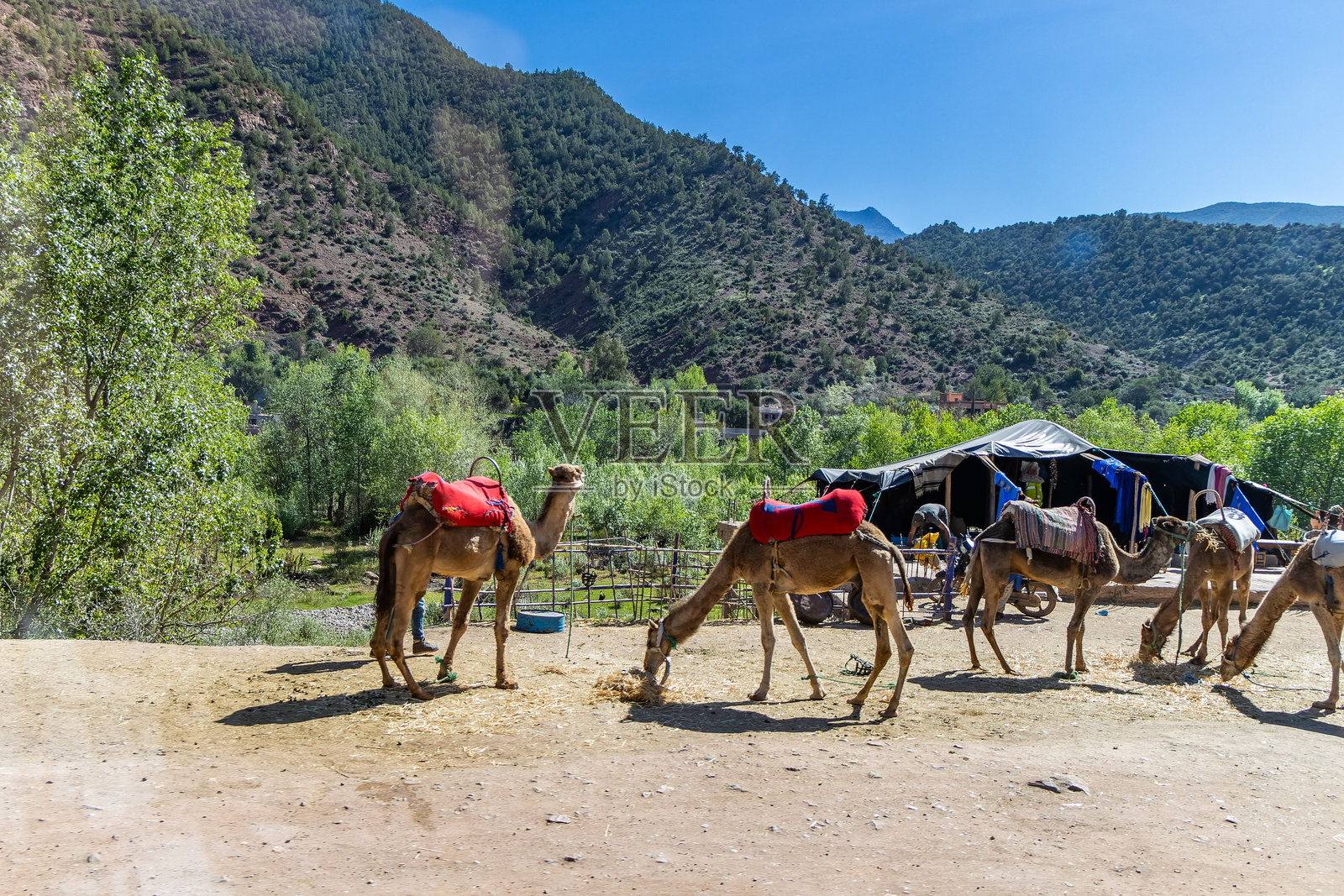 一群骆驼在摩洛哥马拉喀什的乌里卡谷路边的长廊上吃干草。照片摄影图片