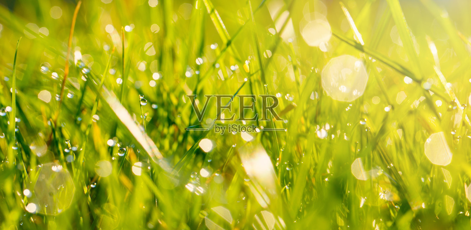 阳光照耀下的田野特写。绿色草地自然背景照片摄影图片