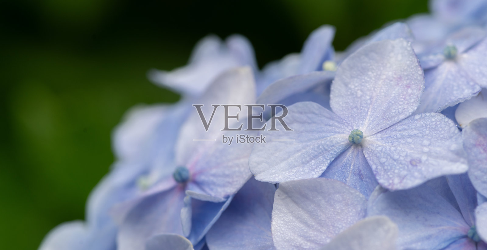 用微距镜头拍摄雨水湿润的绣球花照片摄影图片