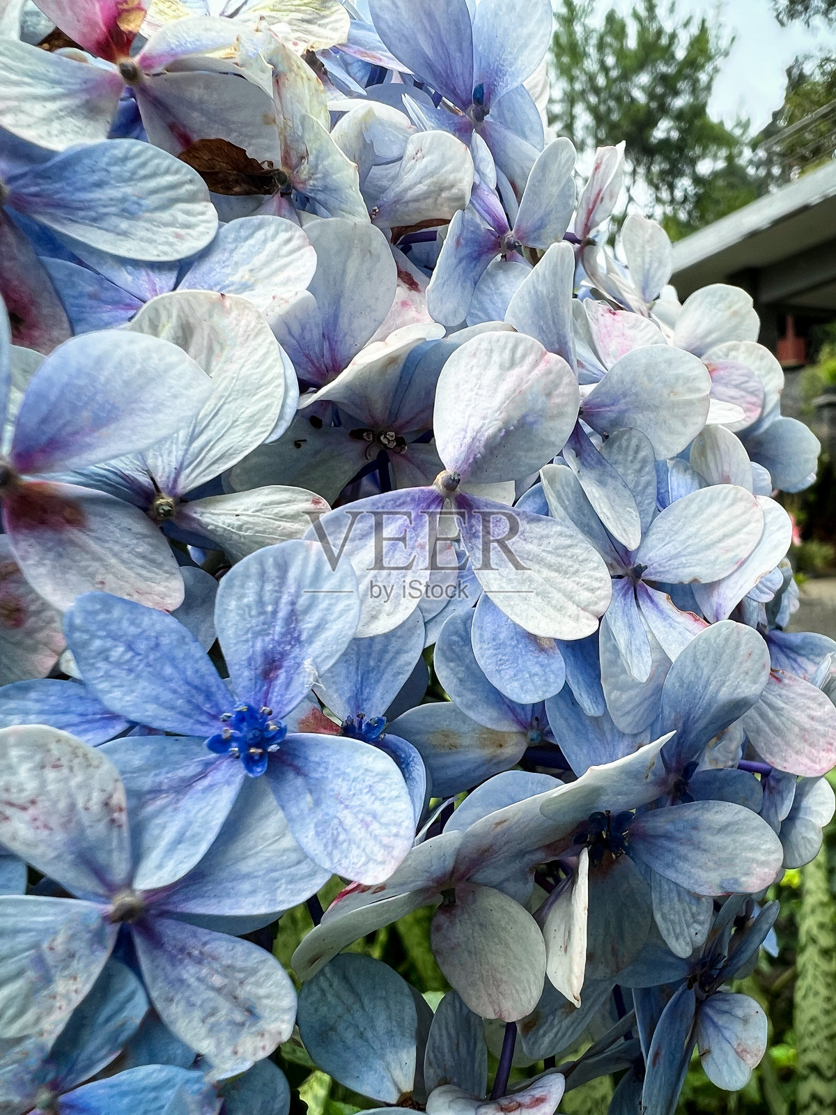 蓝色花朵照片摄影图片