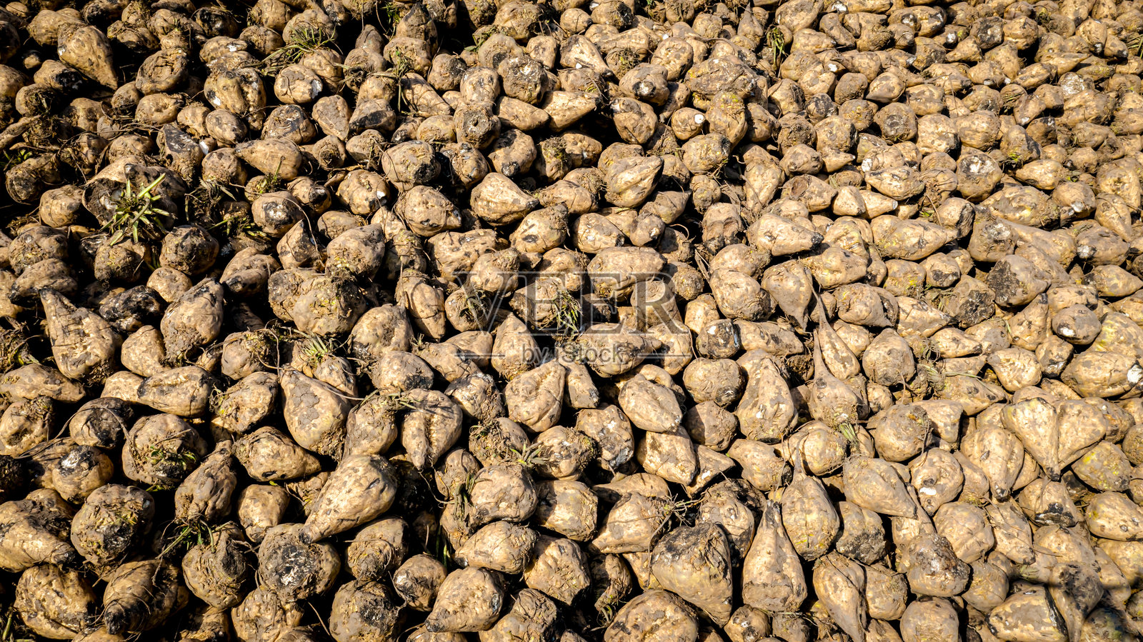 收获的成熟甜菜堆的鸟瞰图照片摄影图片