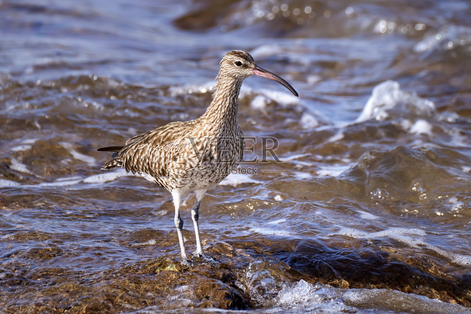 欧亚鹤鹬（Numenius phaeopus）站在海边的岩石上，脚浸在水中照片摄影图片