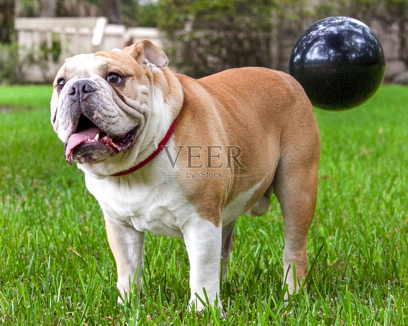 英斗犬与漂浮在后方的气球照片摄影图片