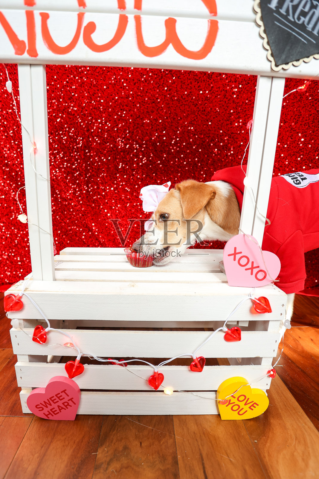 情人节的狗狗照片摄影图片