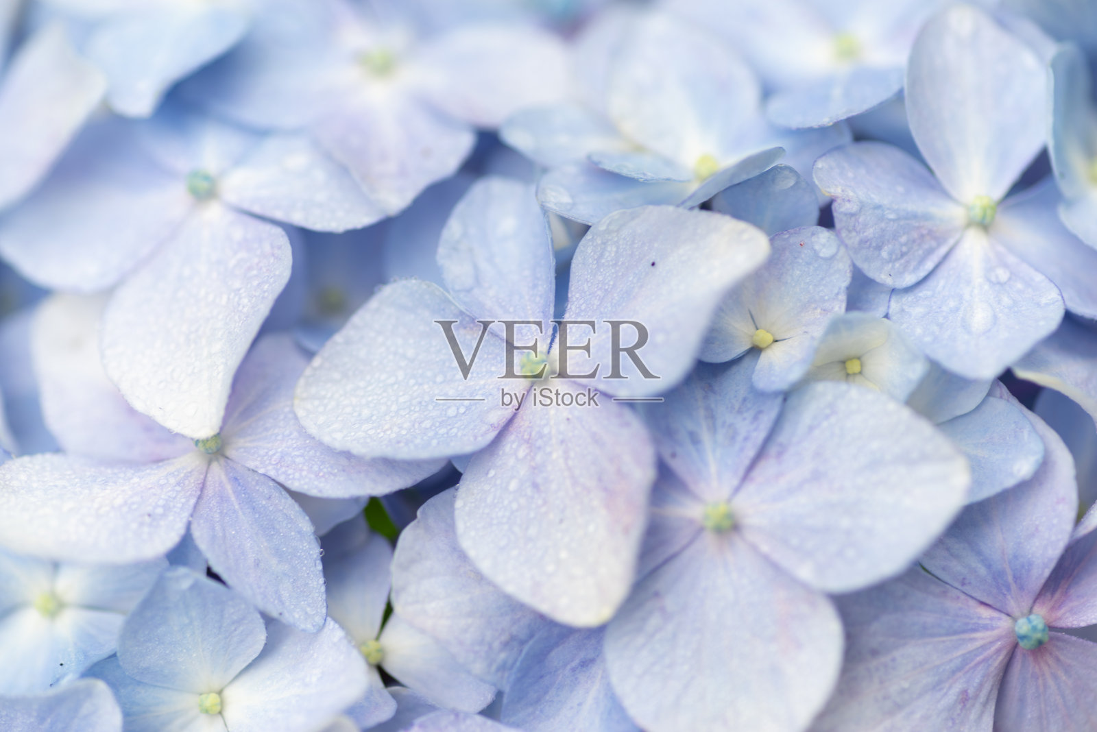 用微距镜头拍摄雨水湿润的绣球花照片摄影图片