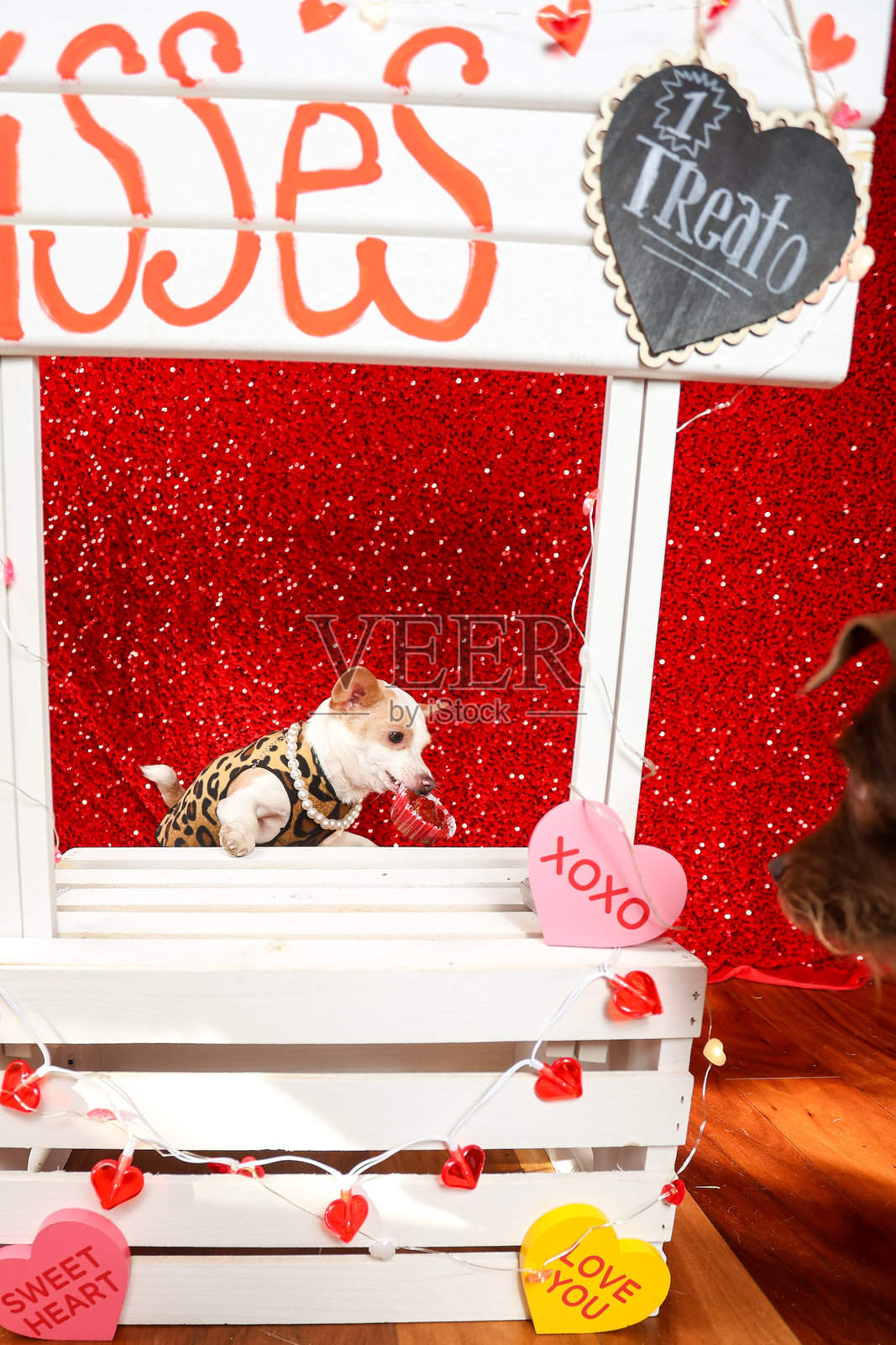 情人节的狗狗照片摄影图片