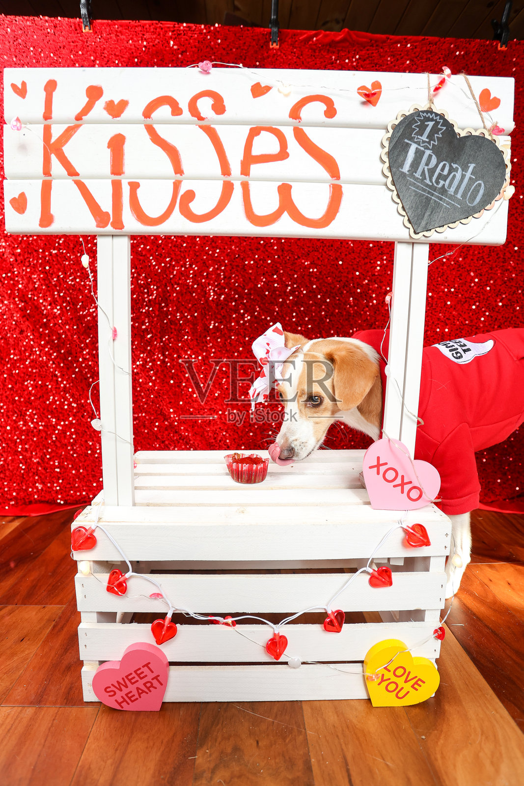 情人节的狗狗照片摄影图片